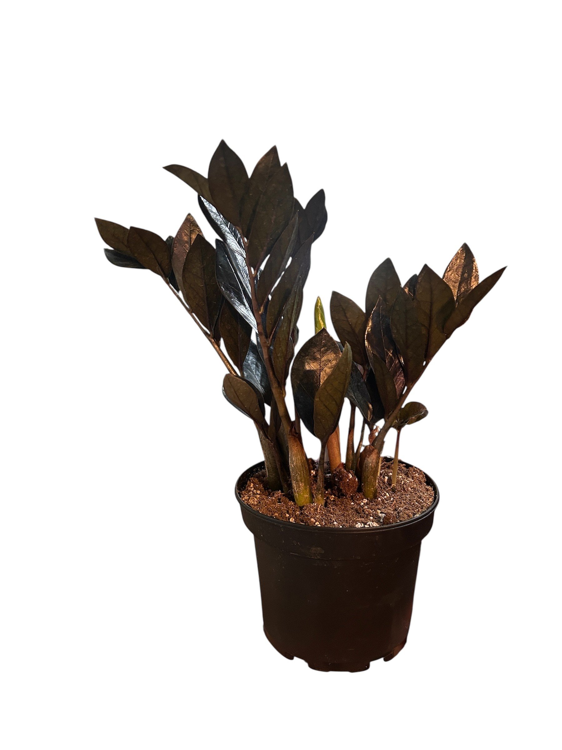 Black ZZ Plant - Easy Care, Low Light, Durable - 6"