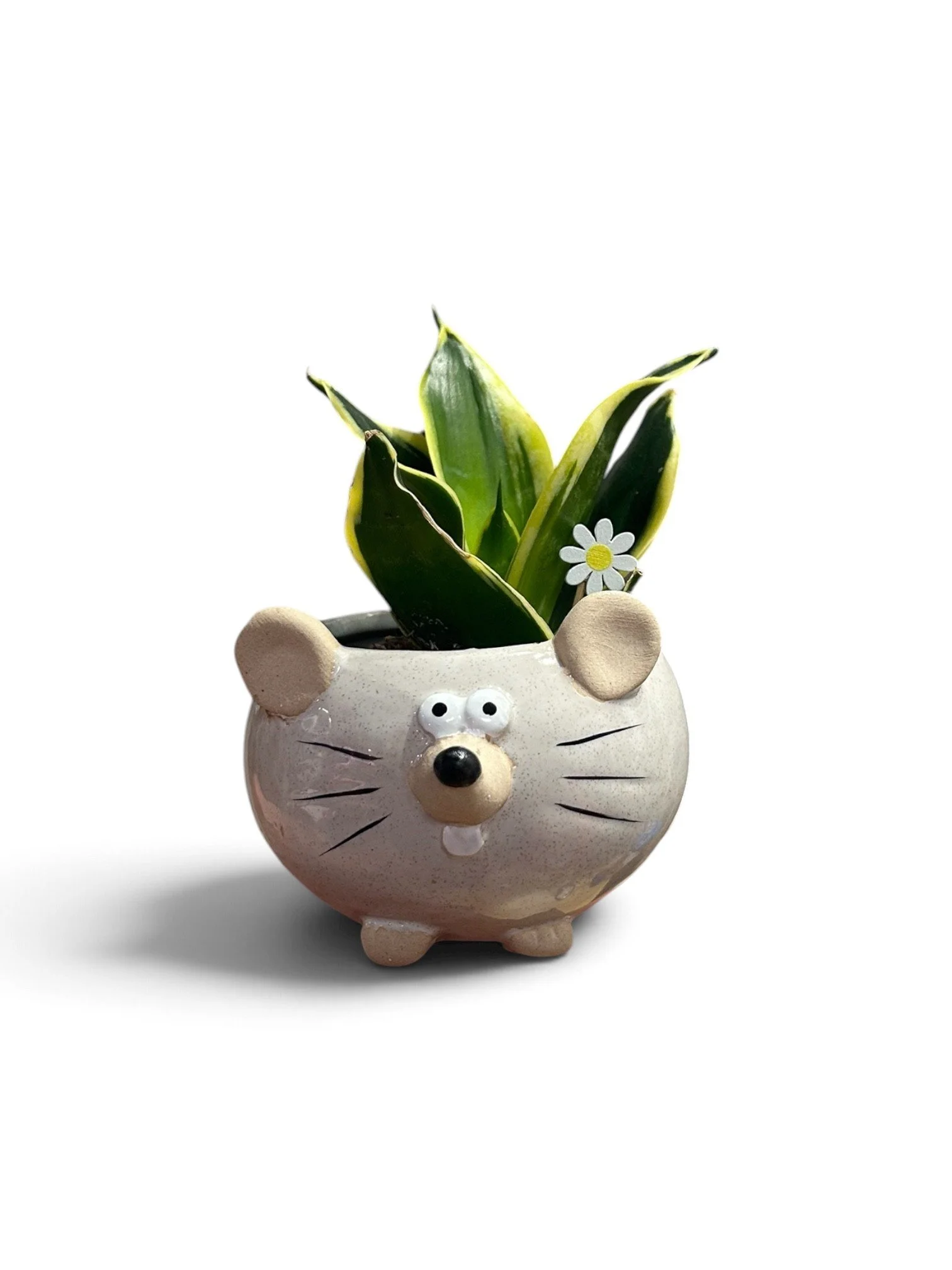 Gift Ready Indoor Plant in Ceramic Pot - Calgary Houseplant (Mouse)