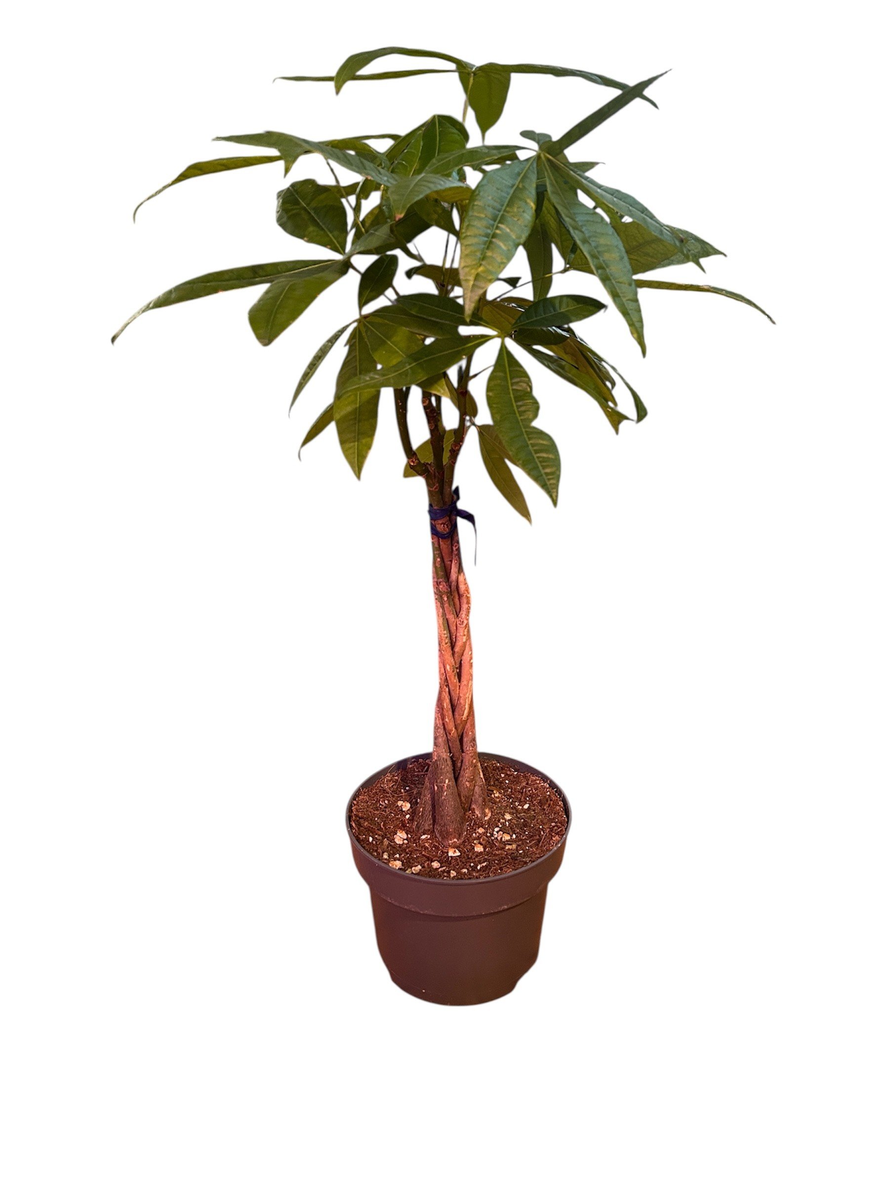 Money- tree-tropical-large-9-easy-care-house-plant-office-calgary-urbanplants.jpg