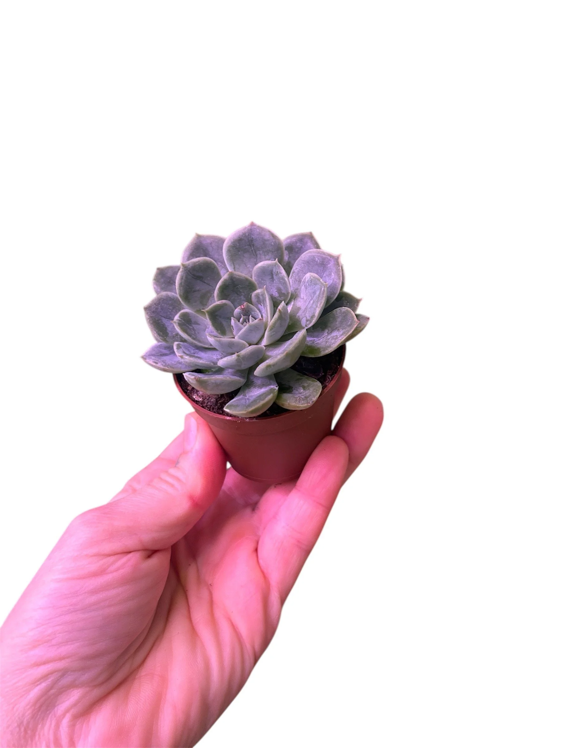 Mini Succulent - Light Blue/Green – 2.25” Easy-Care Plant in Plastic Nursery Pot