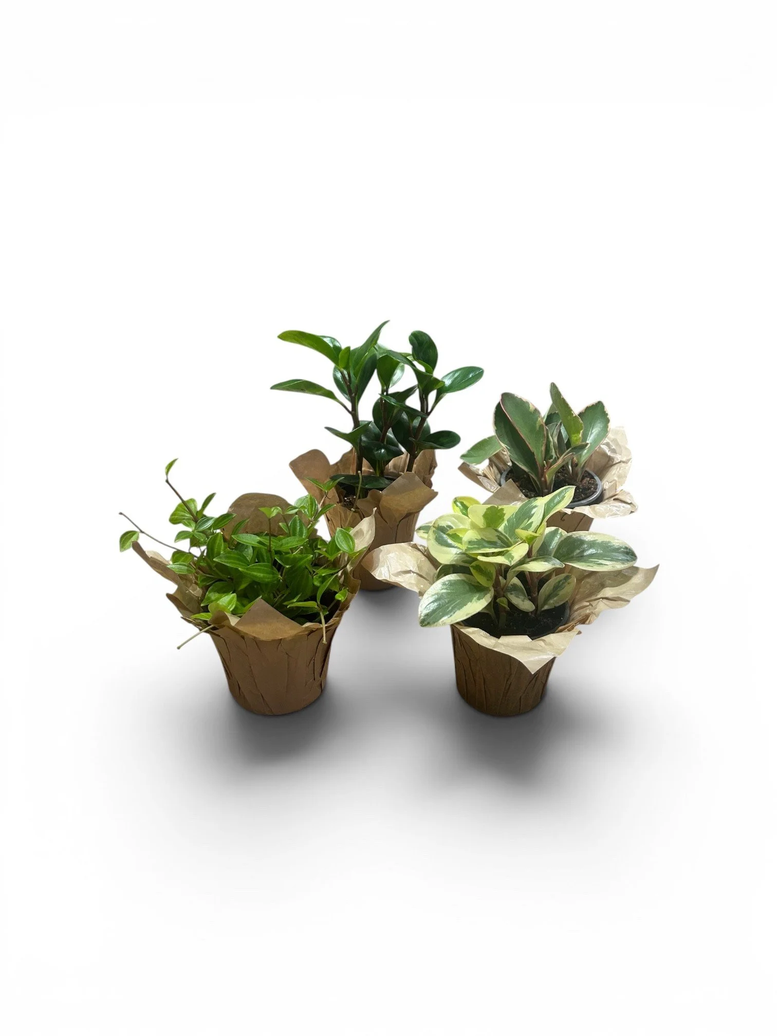 easy-care-bundle-pet-friendly-gift-ready-houseplants-calgary-urban-plants-office-plant.jpg