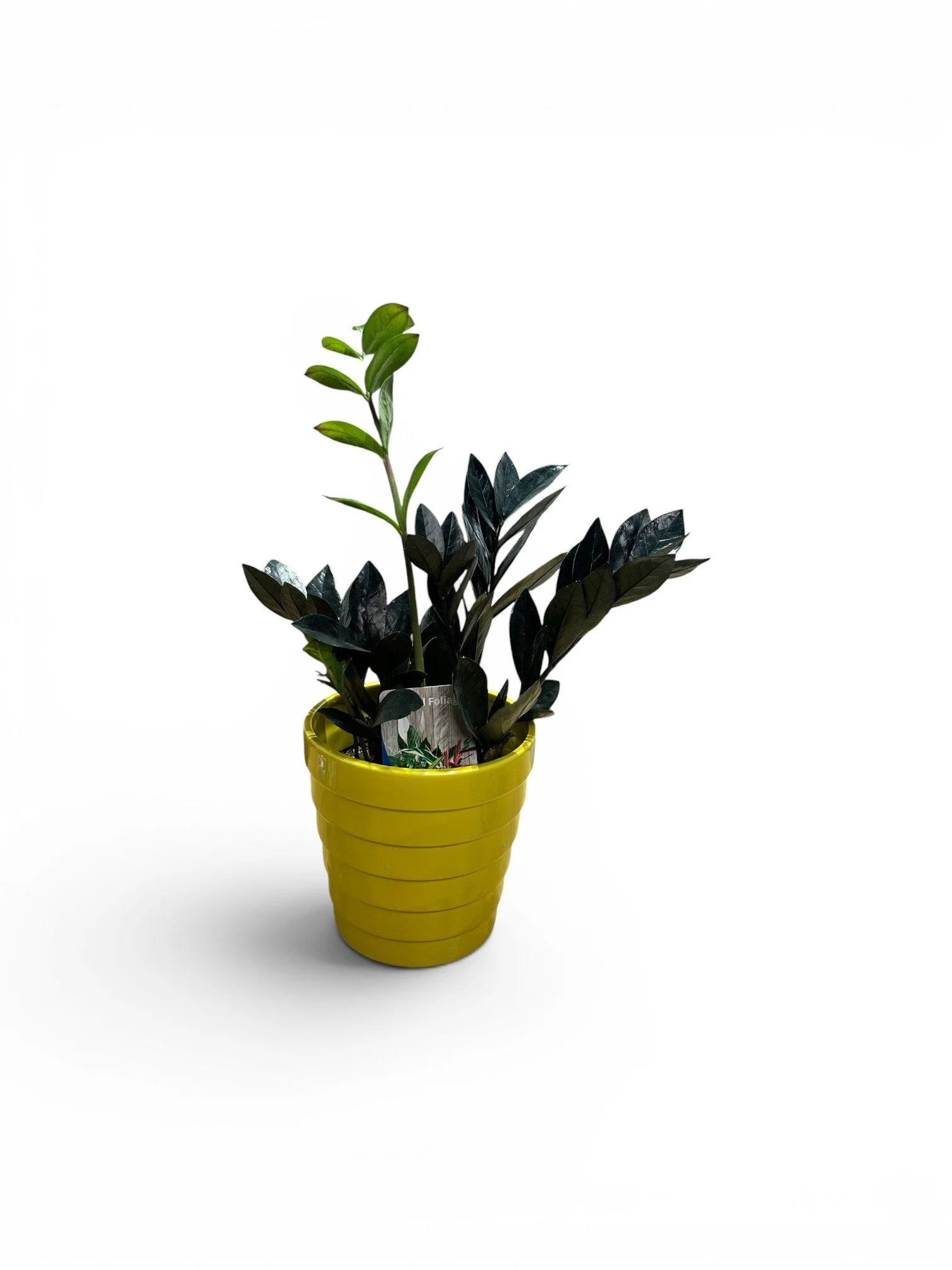 Gift Ready Indoor Plant in Ceramic Pot - Calgary Delivery (Black ZZ in Yellow Planter)