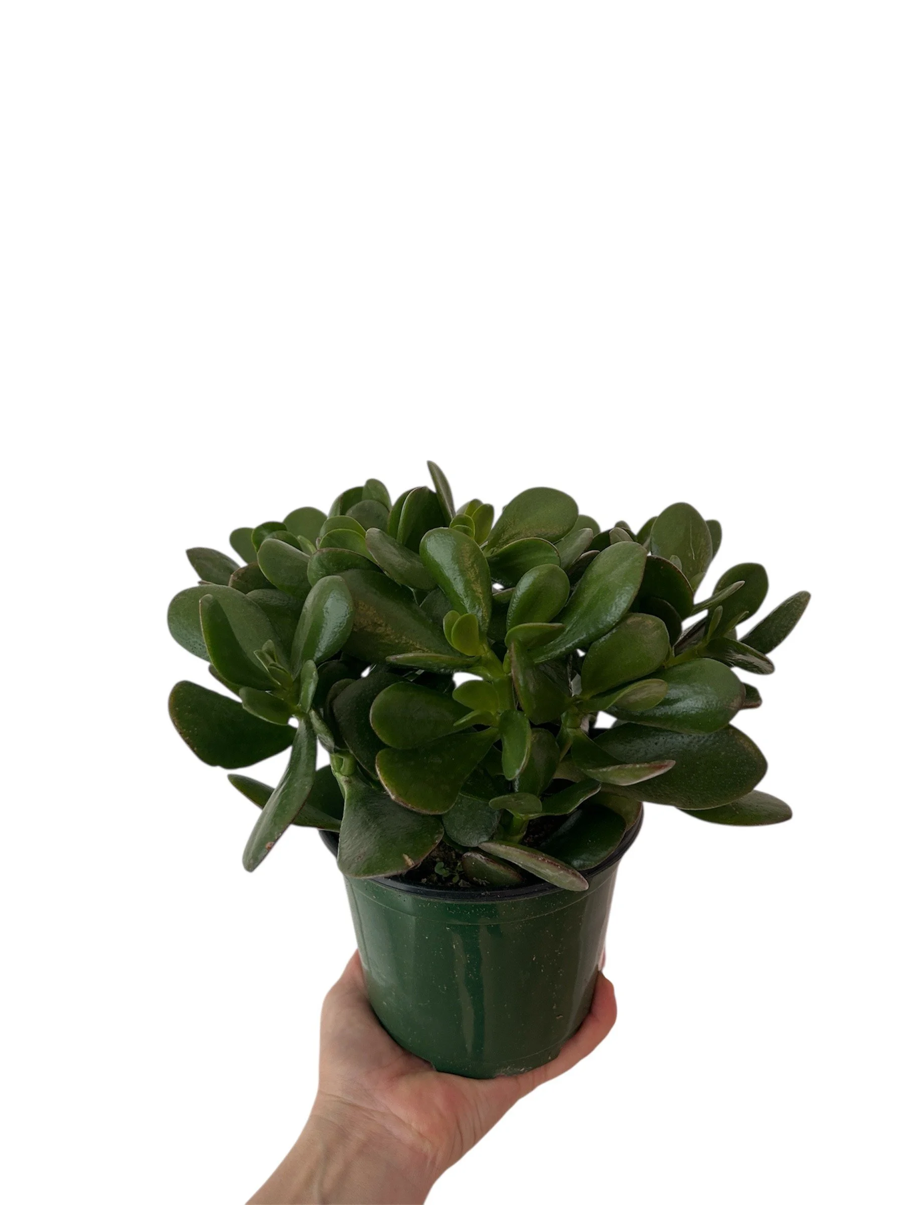 Jade – 6" Easy-Care Plant in Plastic Nursery Pot (Copy)