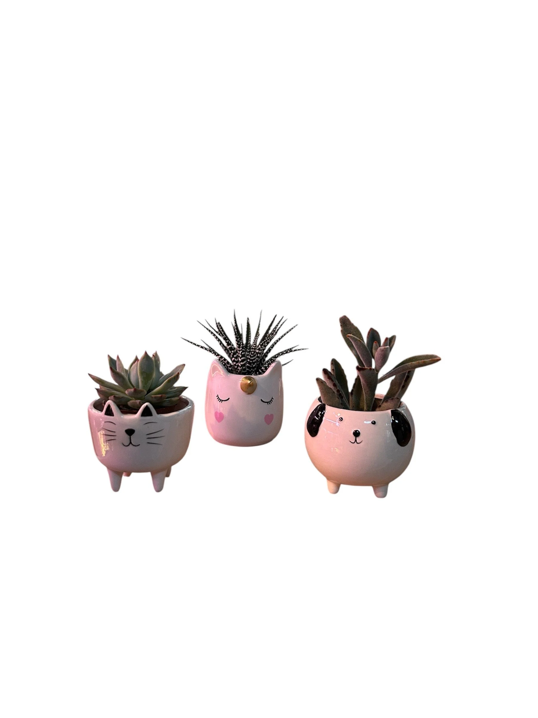 easy-care-trio-gift-ready-houseplants-animals-calgary-urban-plants-office-plant.jpg