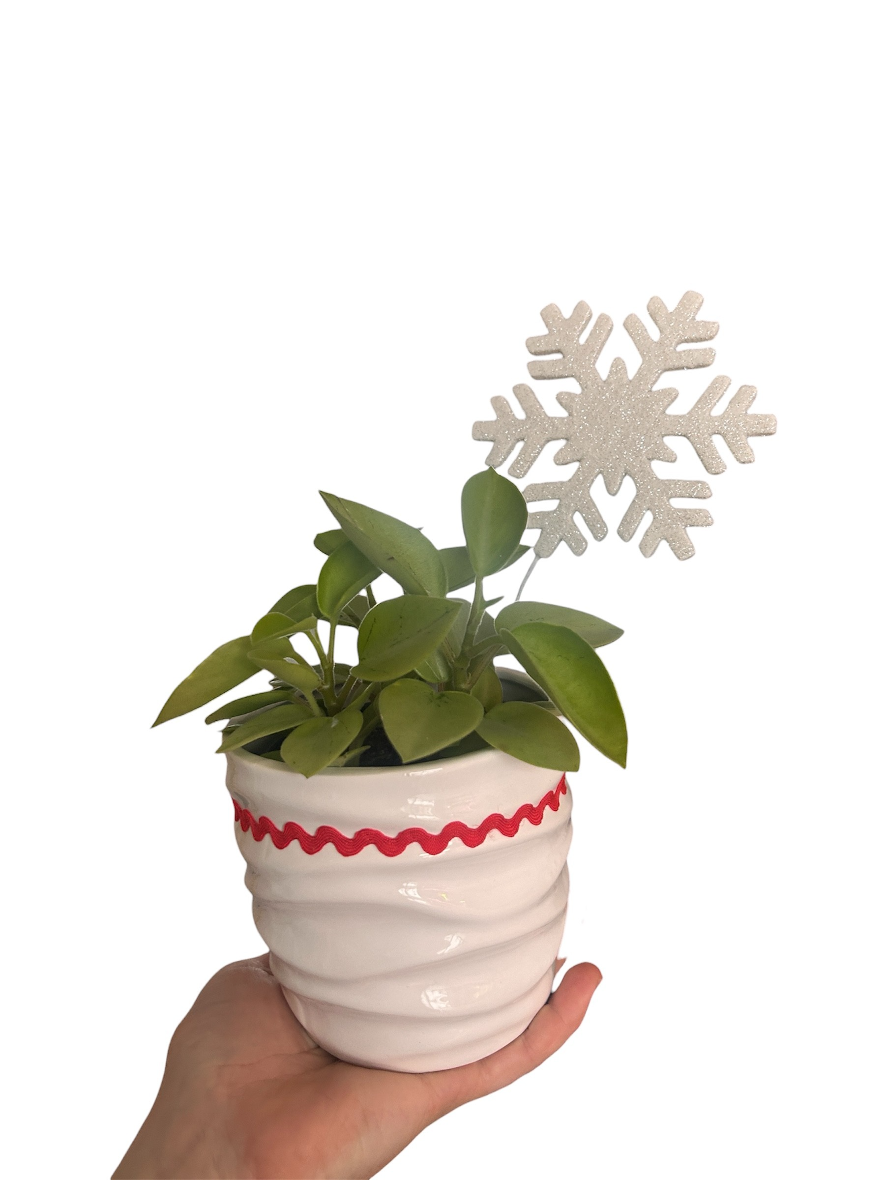 Holiday Planter with Snow Flake- Pixie Peperomia - Easy Care - Plant Lover Gift