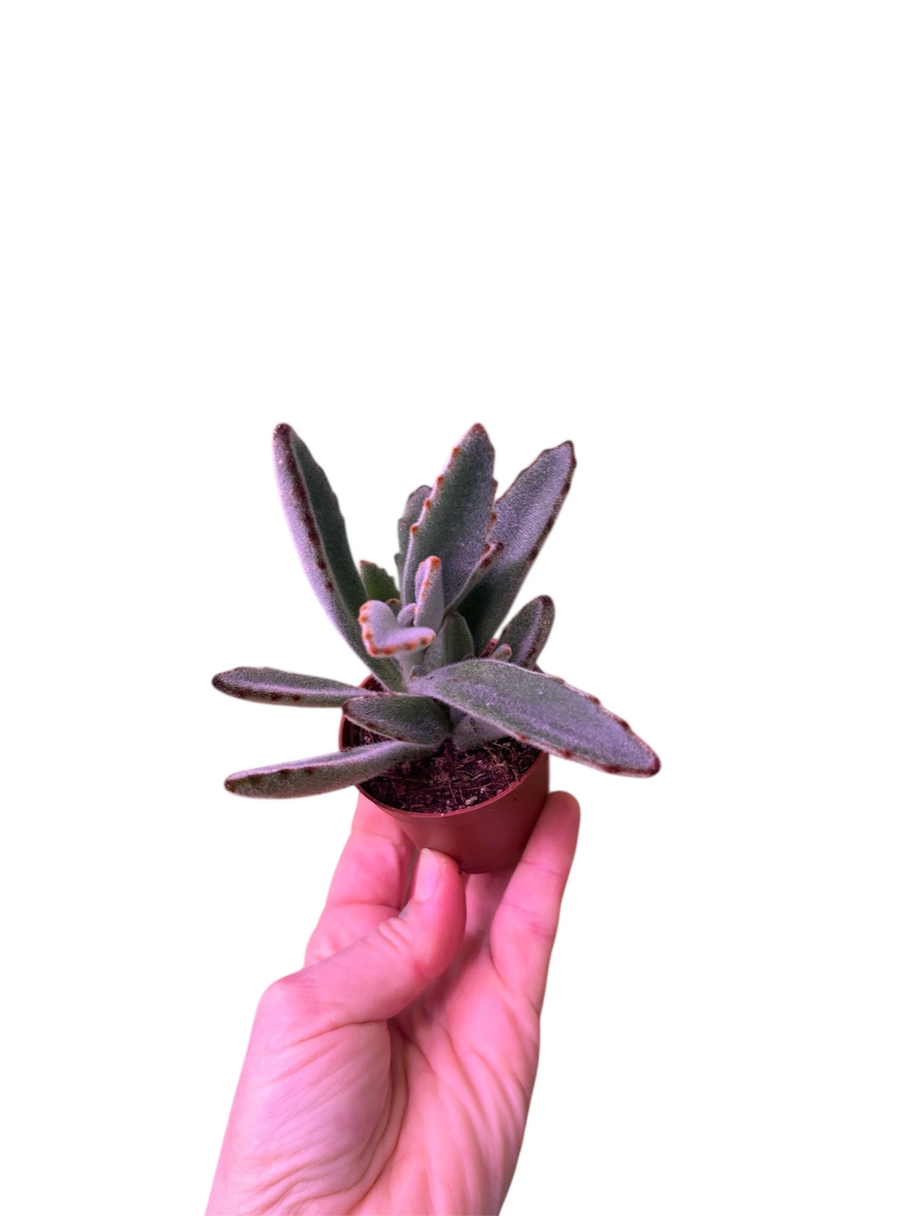 Mini Succulent - Panda – 2.25” Easy-Care Plant in Plastic Nursery Pot