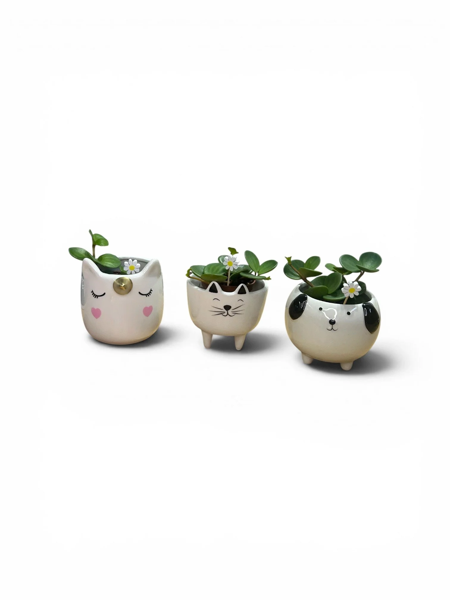 Cute Animal Trio – Gift Ready (Cat, Dog, Unicorn)