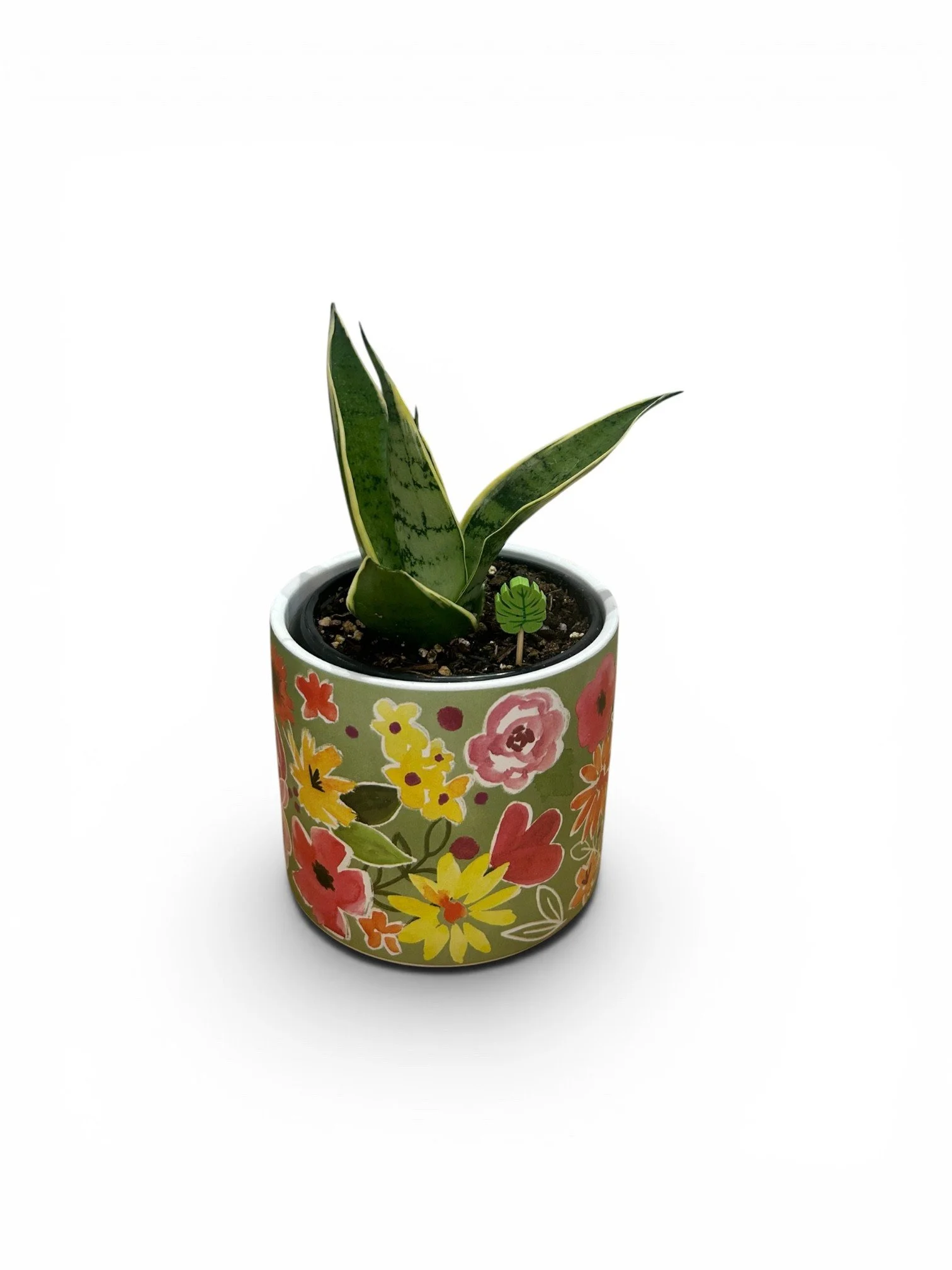 Gift Ready Indoor Plant in Ceramic Pot - Calgary Delivery (Floral Pattern)