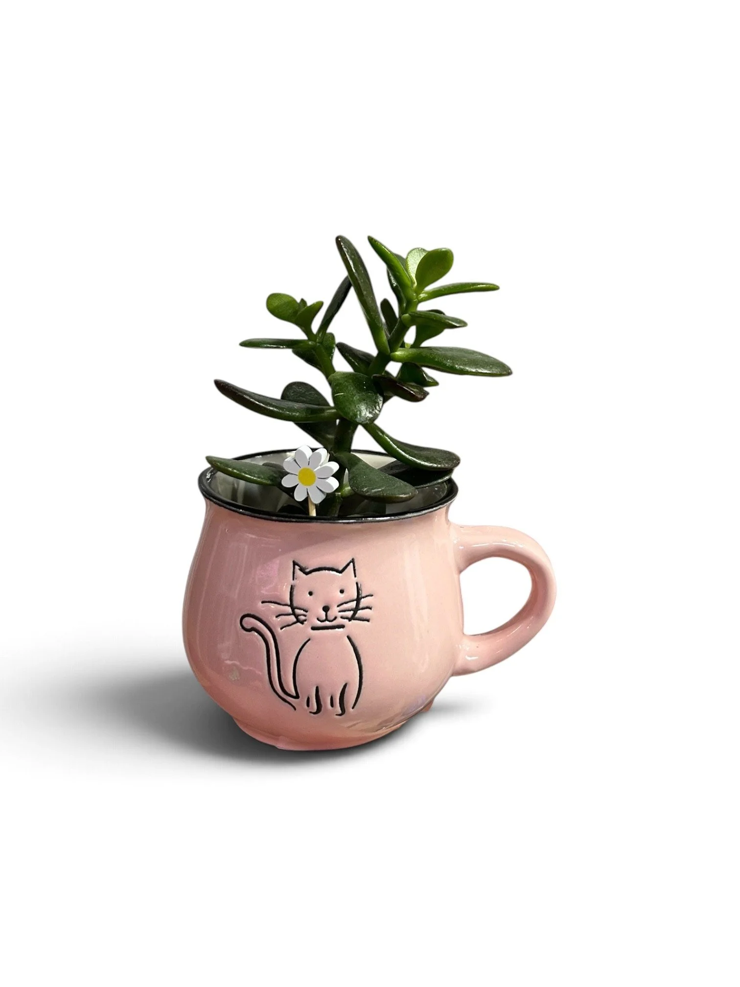 Gift Ready Indoor Plant in Ceramic Pot - Calgary Houseplant (Cat Teacup)