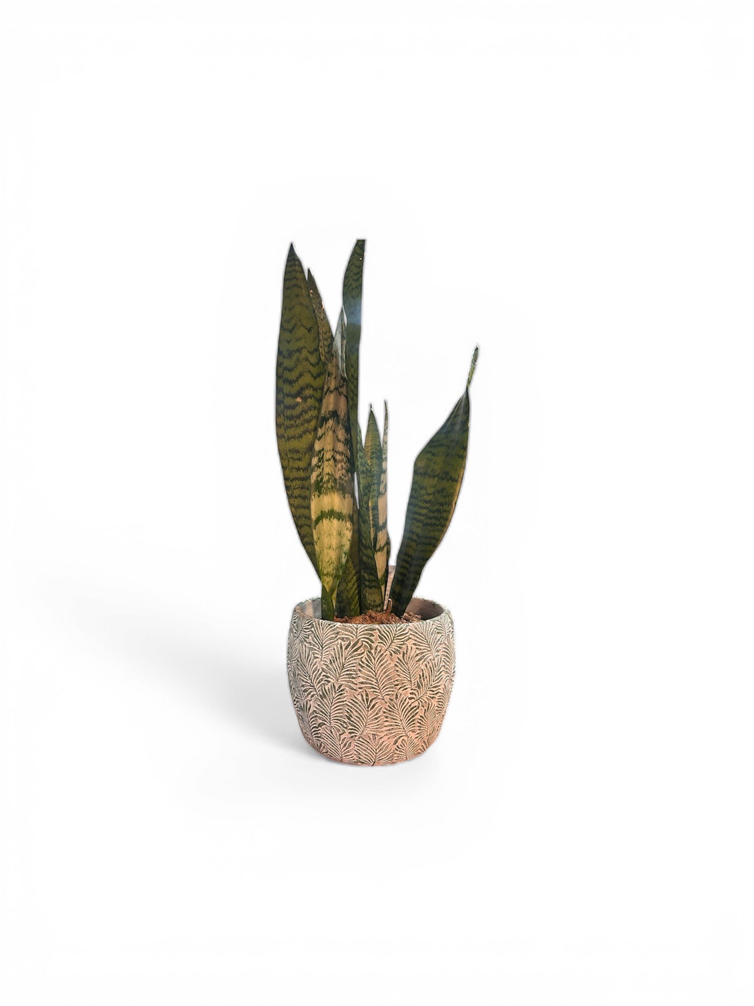 Gift Ready Indoor Plant in Ceramic Pot - Calgary Delivery (Snake in Fern Pot)