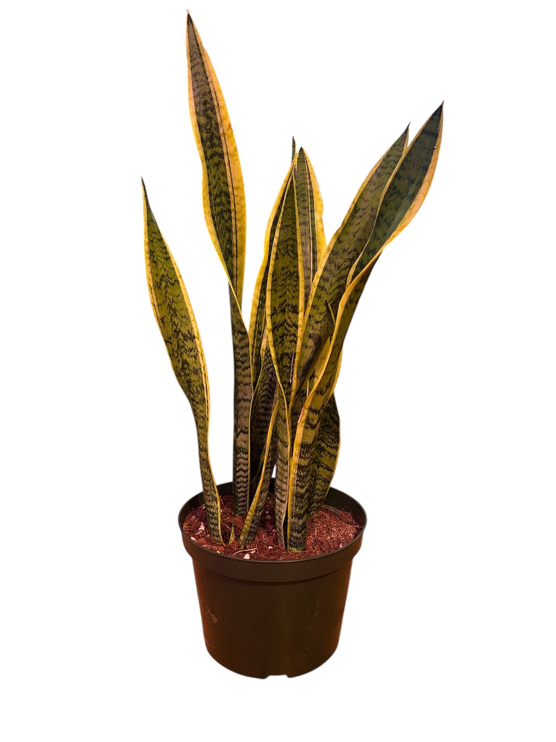snake-plant-large-easy-care-house-plant-office-calgary-urbanplants.jpg