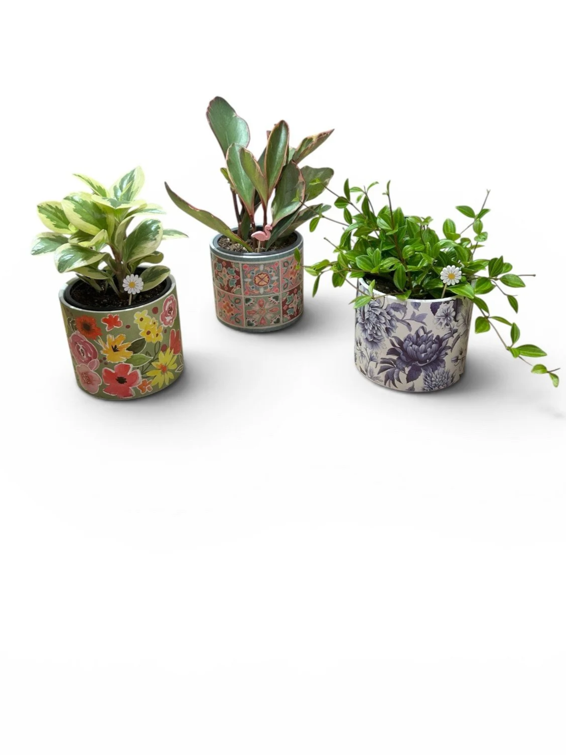 pet-friendly-fun-bundle-urban-plants-tropical-houseplants-house-plant-easy-care.png