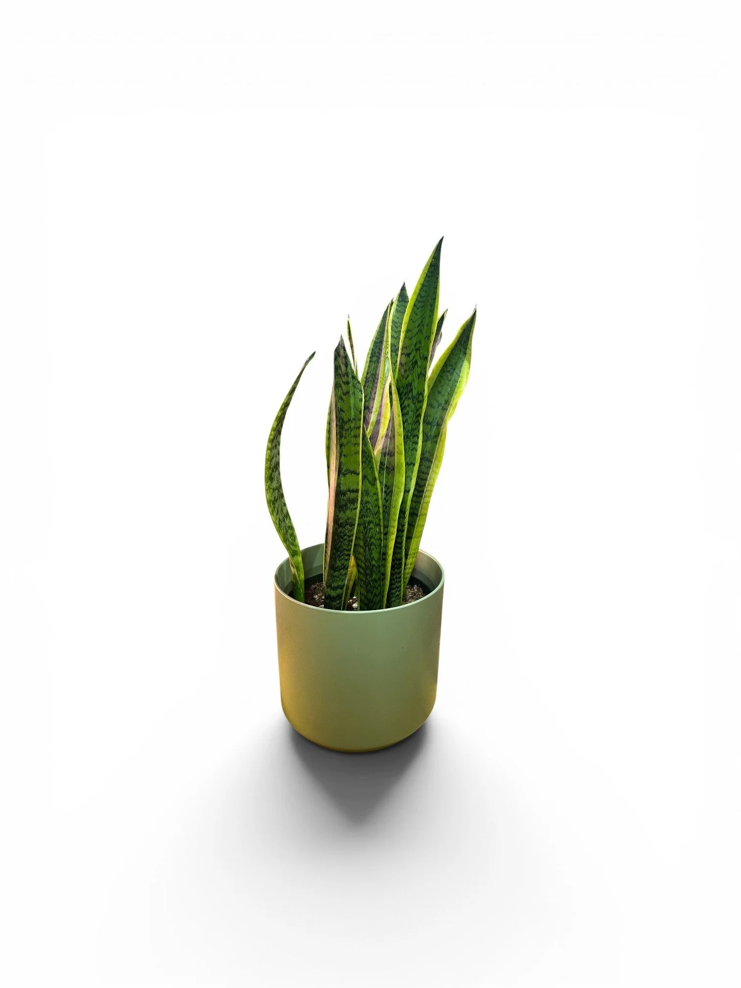 Large Snake Plant in Ceramic Pot – 11" Easy-Care Statement Plant