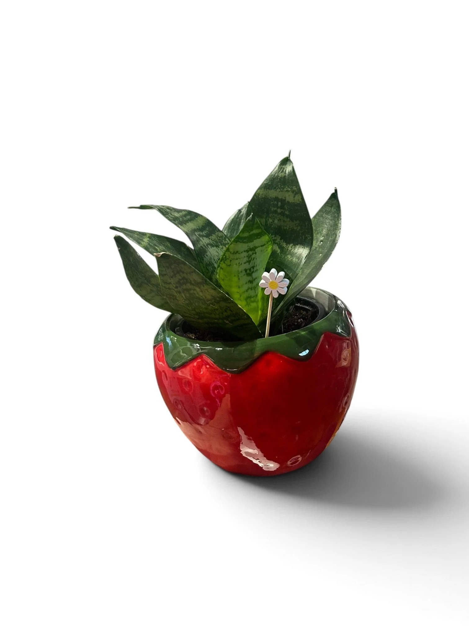 Gift Ready Indoor Plant in Ceramic Pot - Pet Friendly  Calgary (Stawberry)