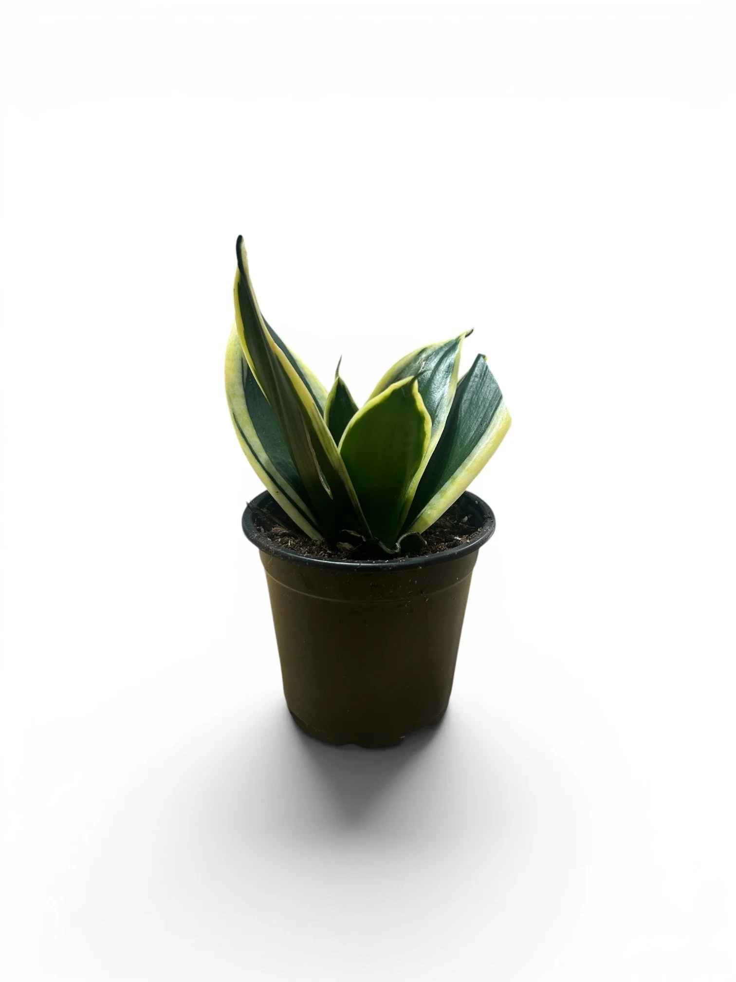 bird's-nest-snake-plant-low-indoor-light-easy-care-gift-calgary-urban-plants.jpg