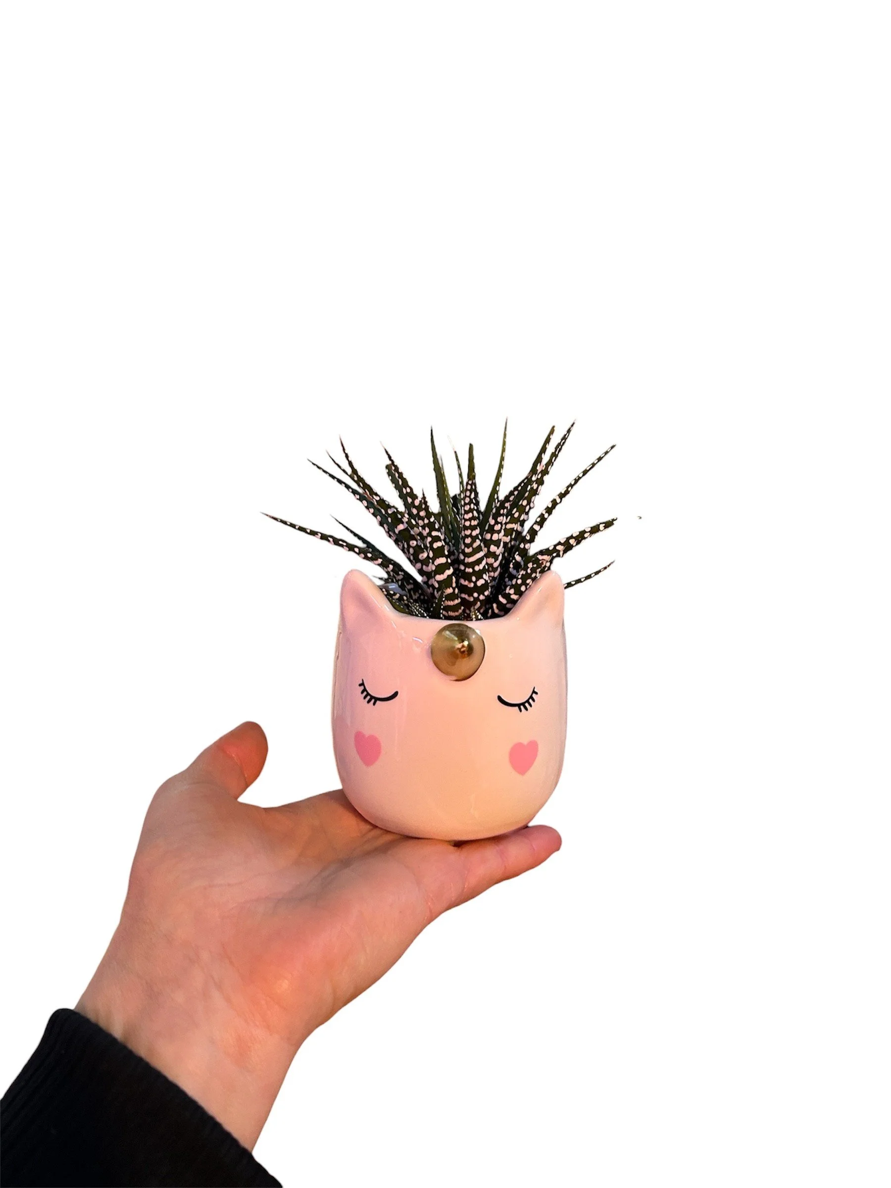 Gift Ready Indoor Plant in Ceramic Pot - Calgary Delivery (Unicorn)