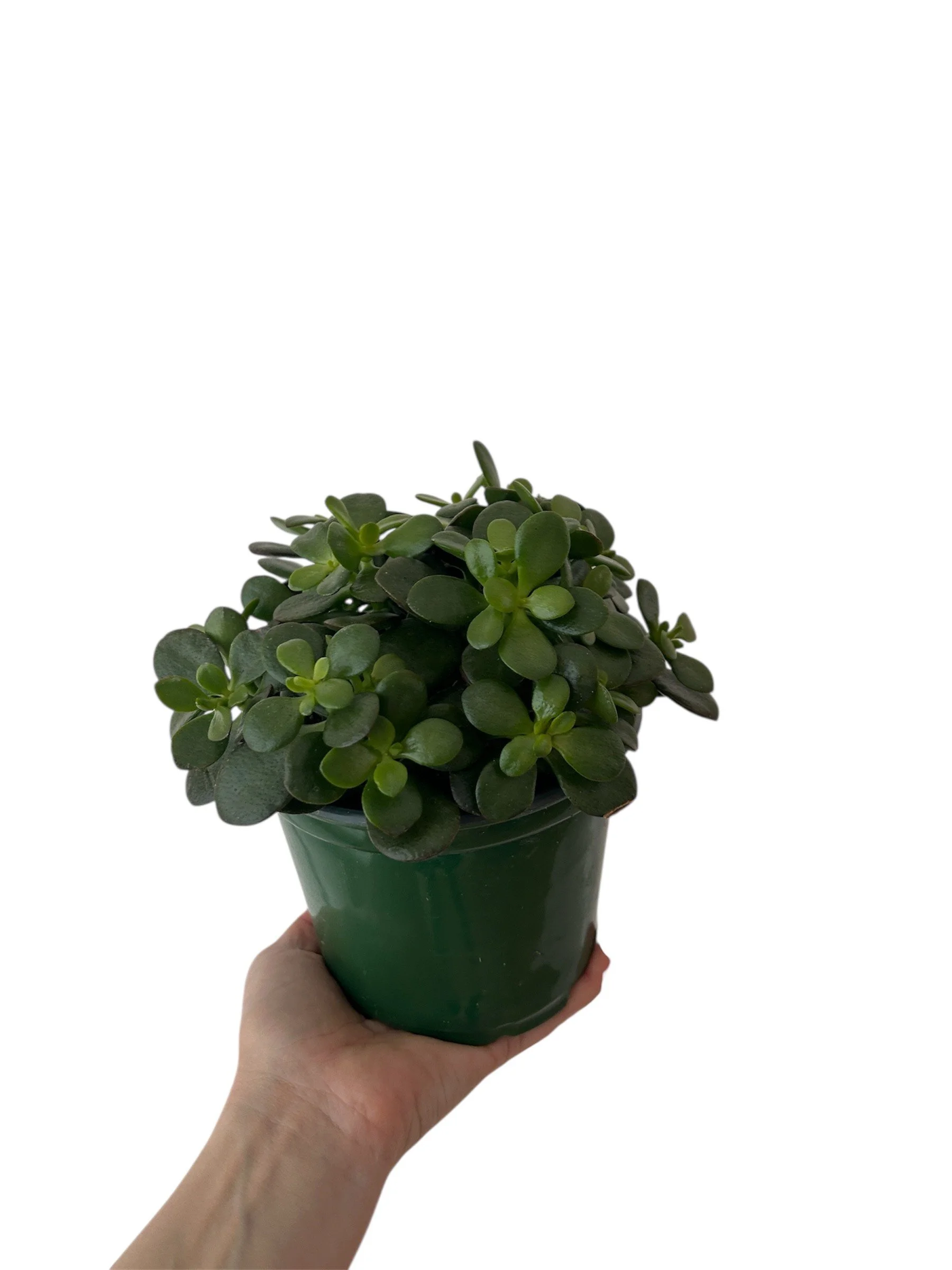 Baby Jade –Small Leaf -  6" Easy-Care Plant in Plastic Nursery Pot