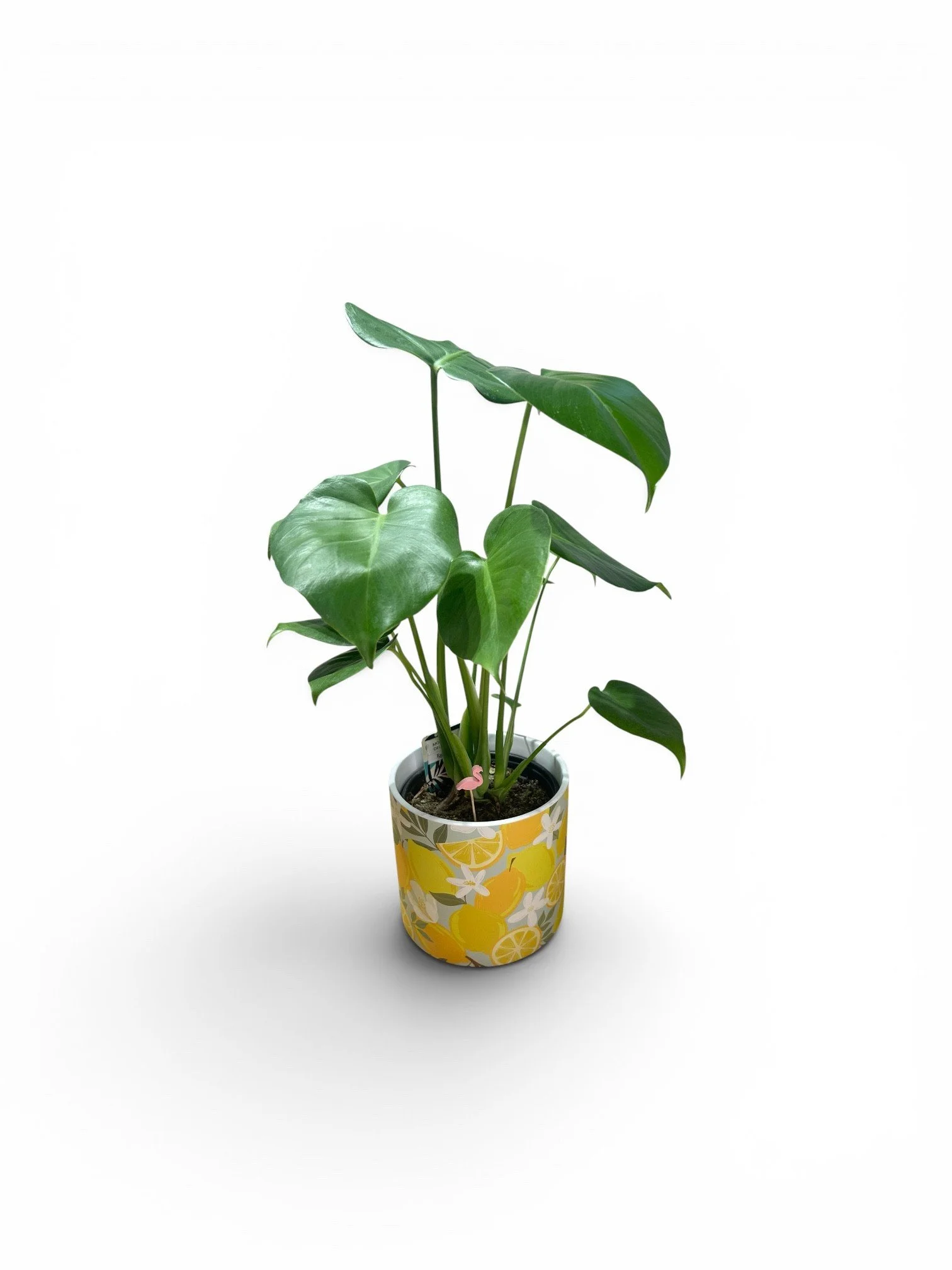 gift-ready-house-warming-monstera-citrus-easy-care-low-light-flower-pot-houseplants-calgary.jpg4.jpg
