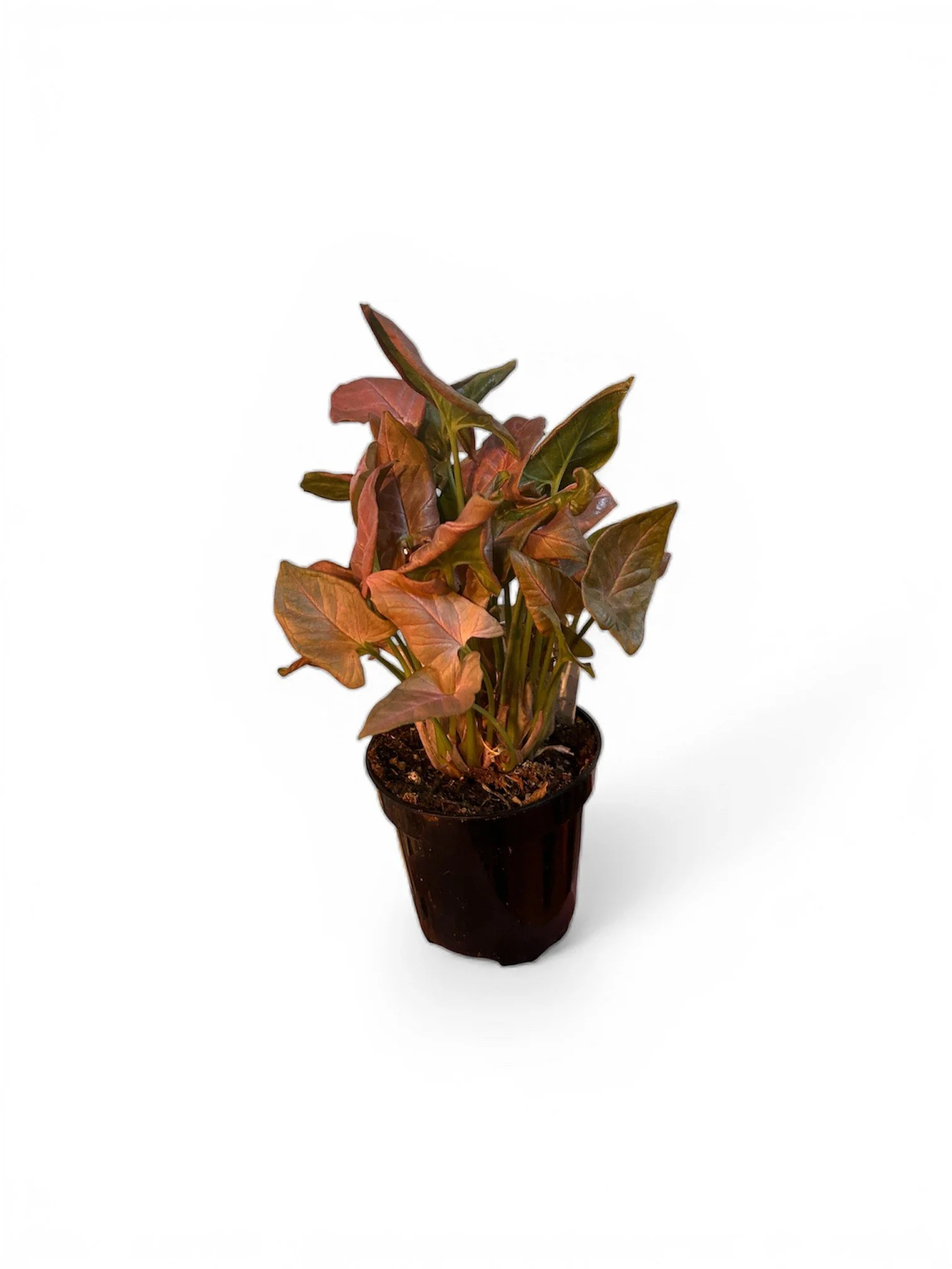 Arrowhead - Pink Arrow – 4” Easy Care Plant in Plastic Nursery Pot