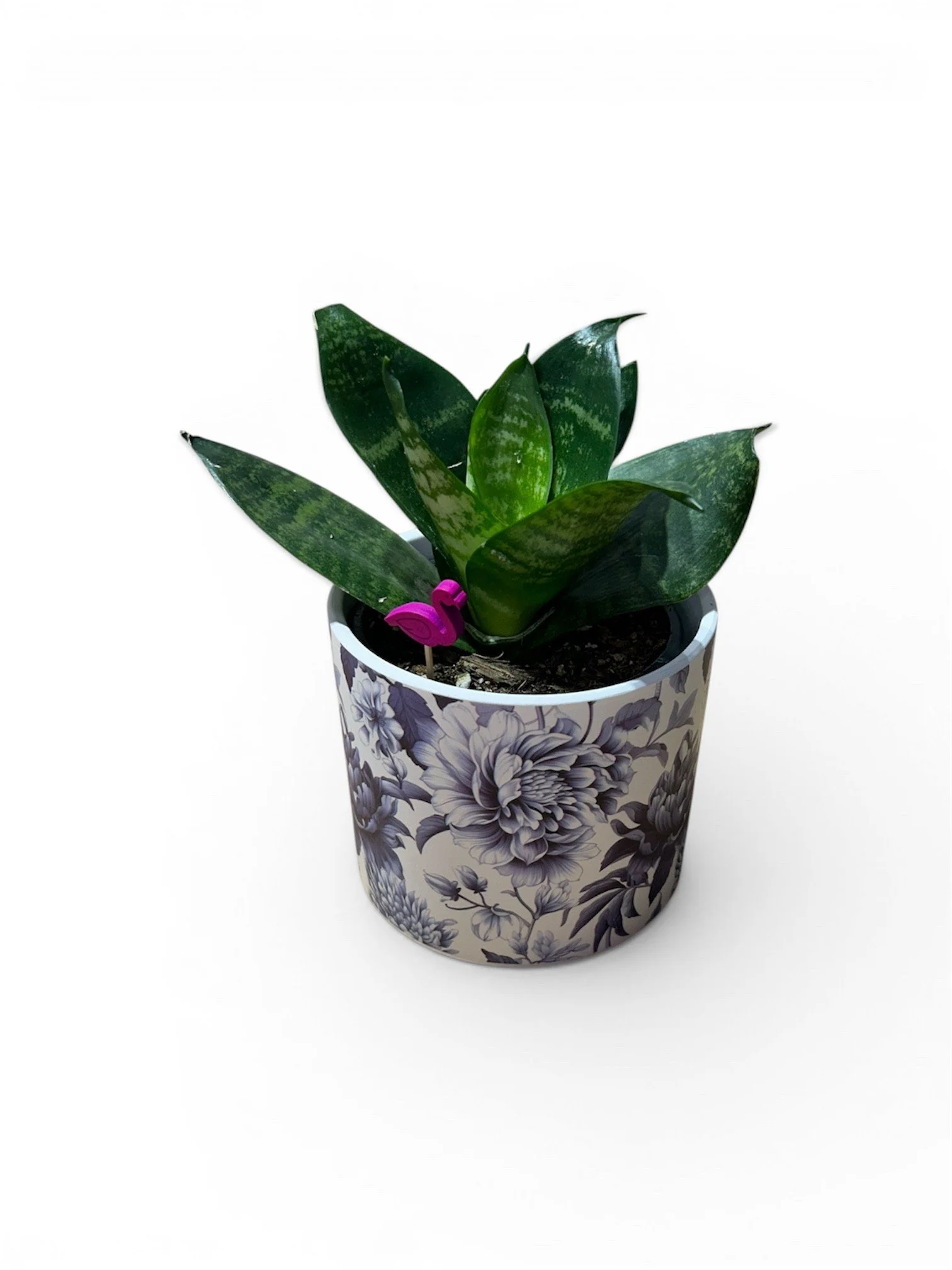 Gift Ready Indoor Plant in Ceramic Pot - Calgary (Blue Flowers Design)