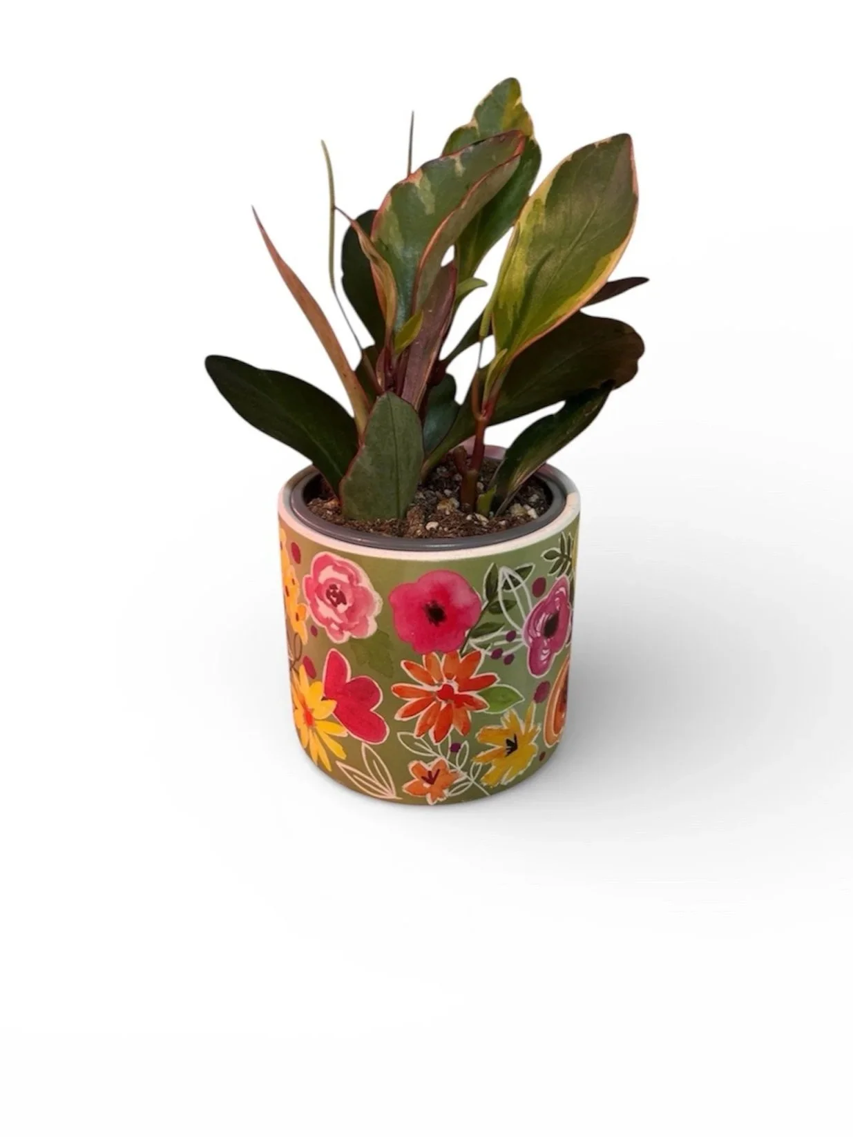 houseplants-calgary-gift-plant-decorative-pot-house-plant-urban-plants.jpg