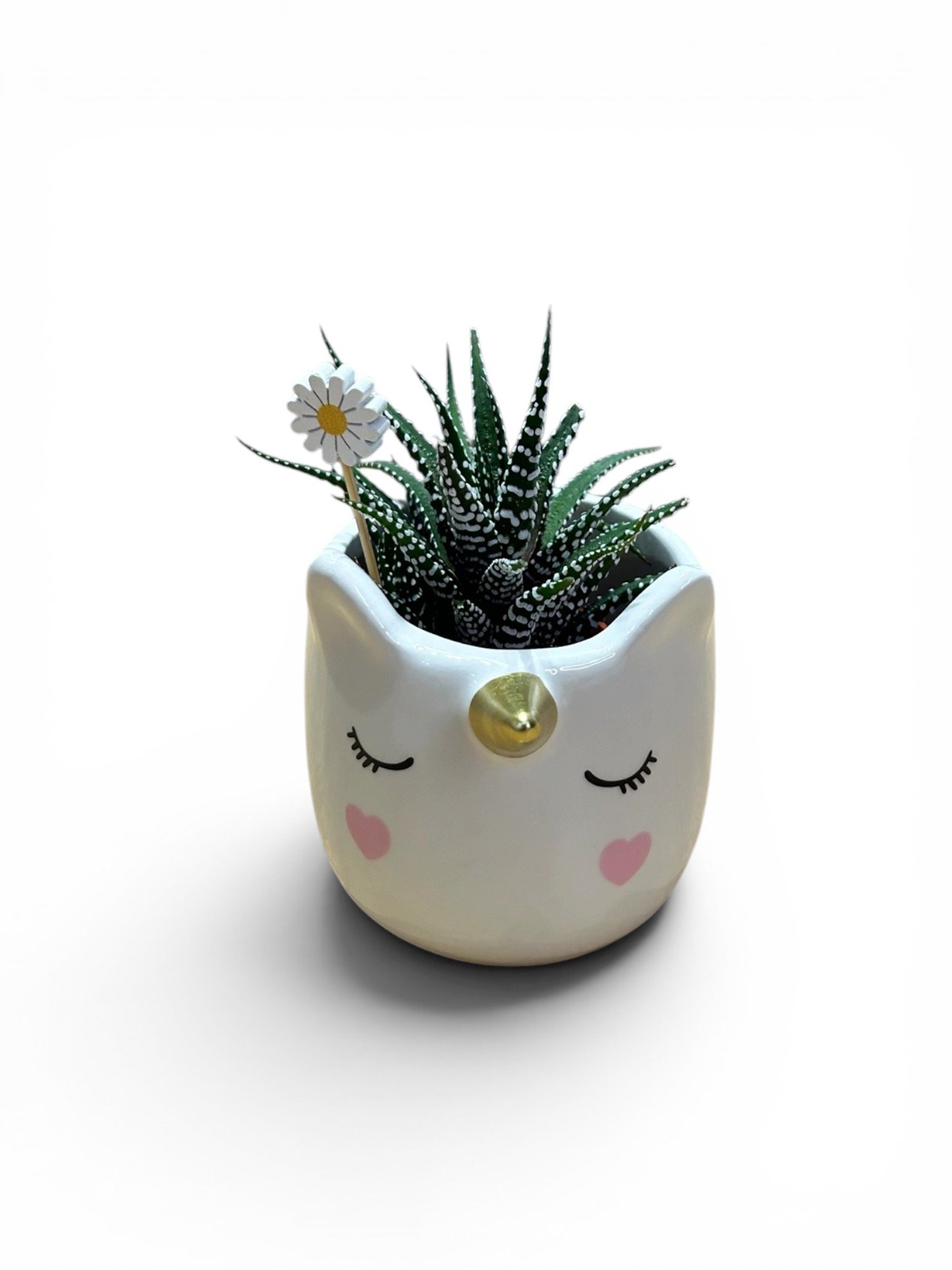 Gift Ready Indoor Plant in Ceramic Pot - Calgary Delivery (Unicorn)