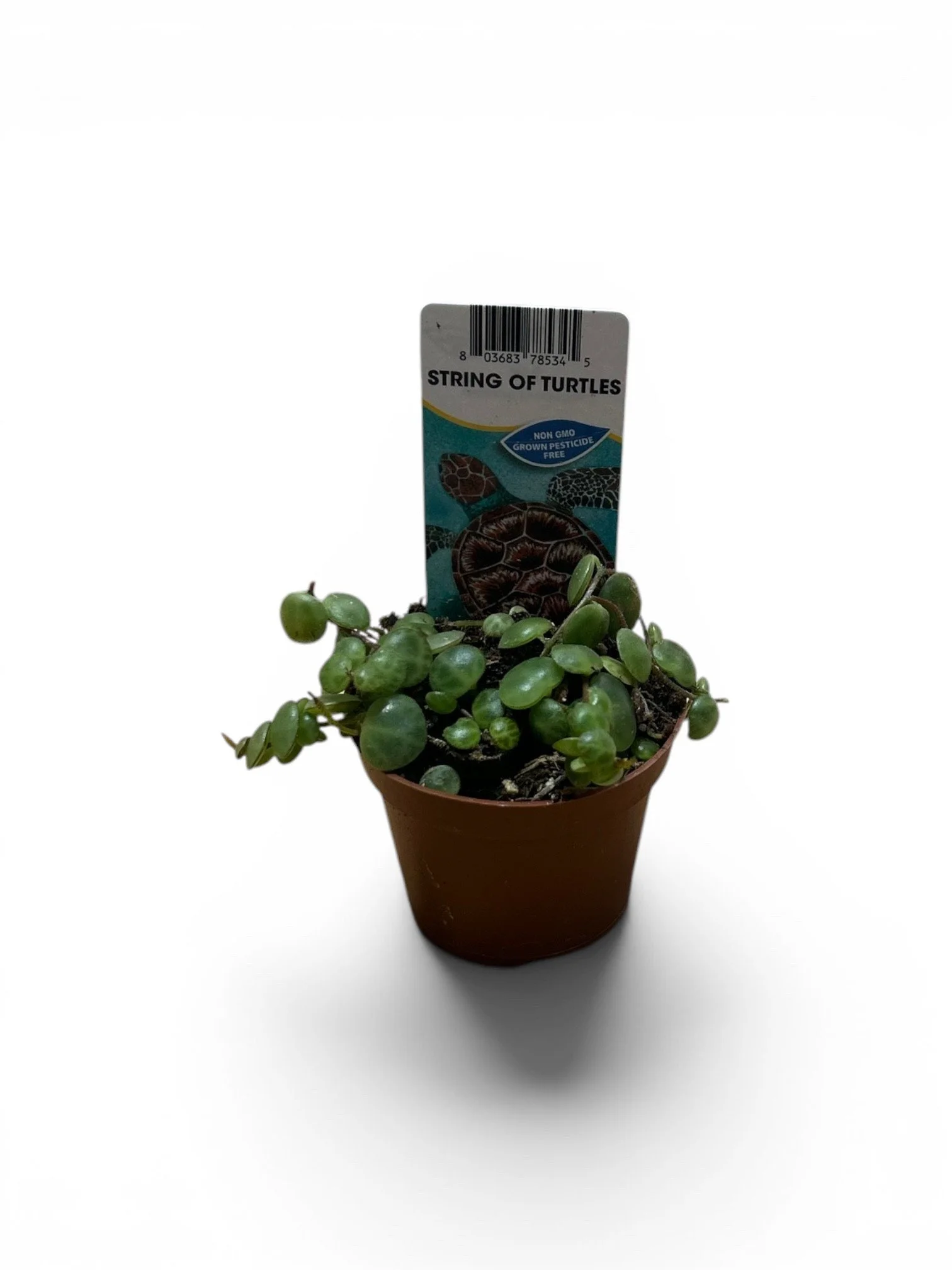 string-of-turtles-houseplants-office-calgary-easy-care-plant-urban-plants.jpg