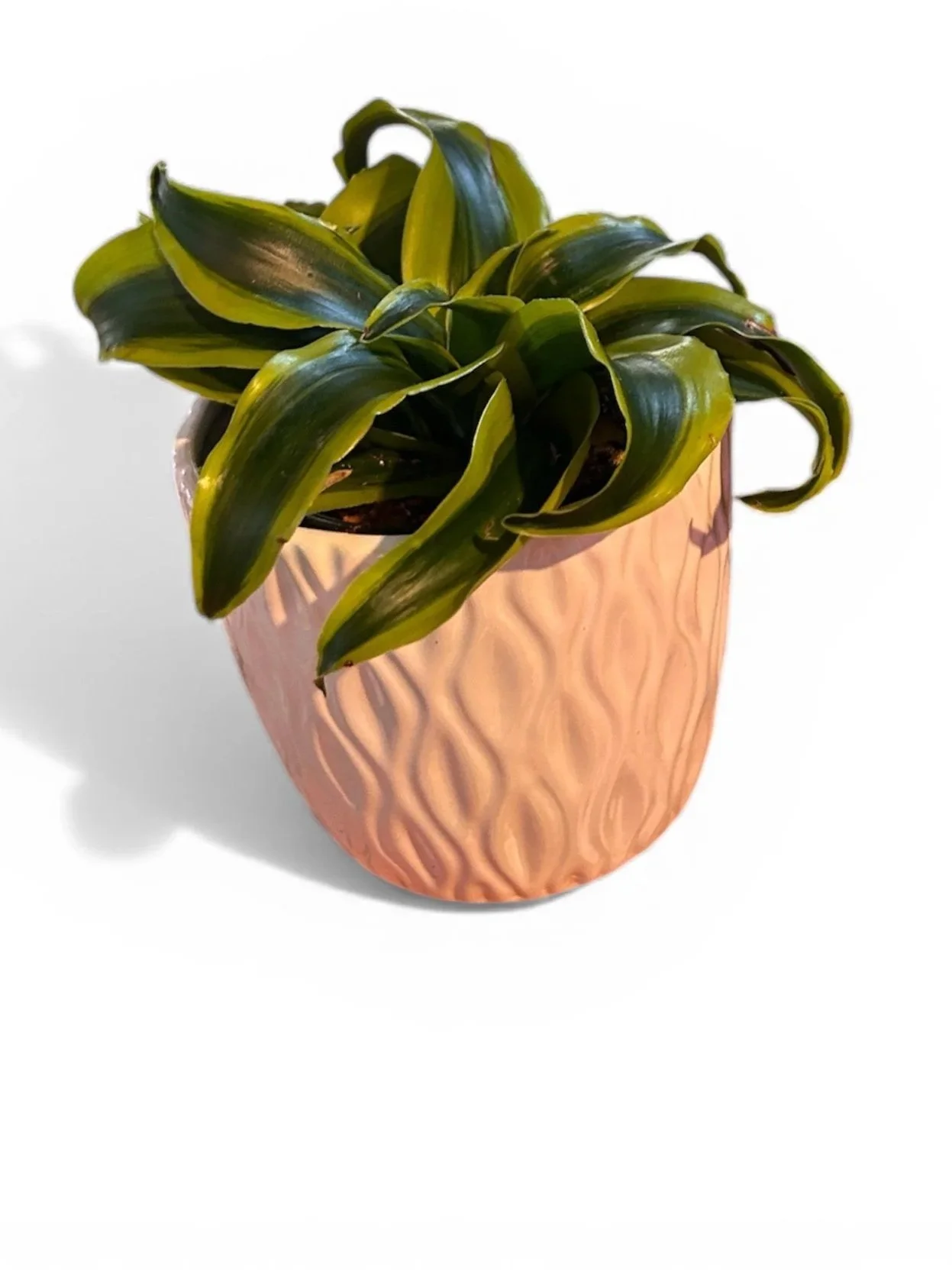 gift-ready-dracaena-houseplant-calgary-house-plant-urban-plants.jpg