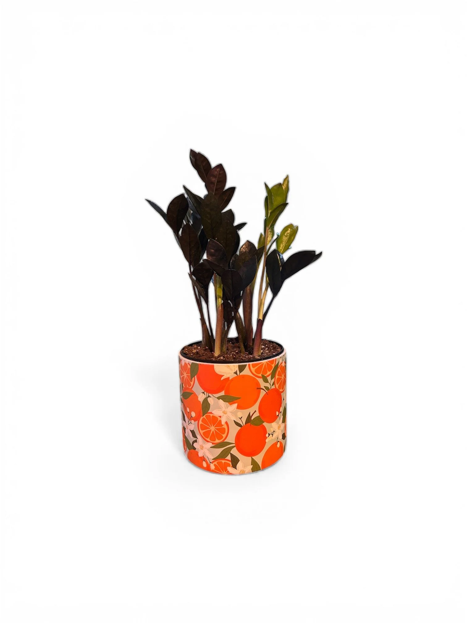 Gift Ready Indoor Plant in Ceramic Pot - Calgary Delivery (Black ZZ in Orange Planter)