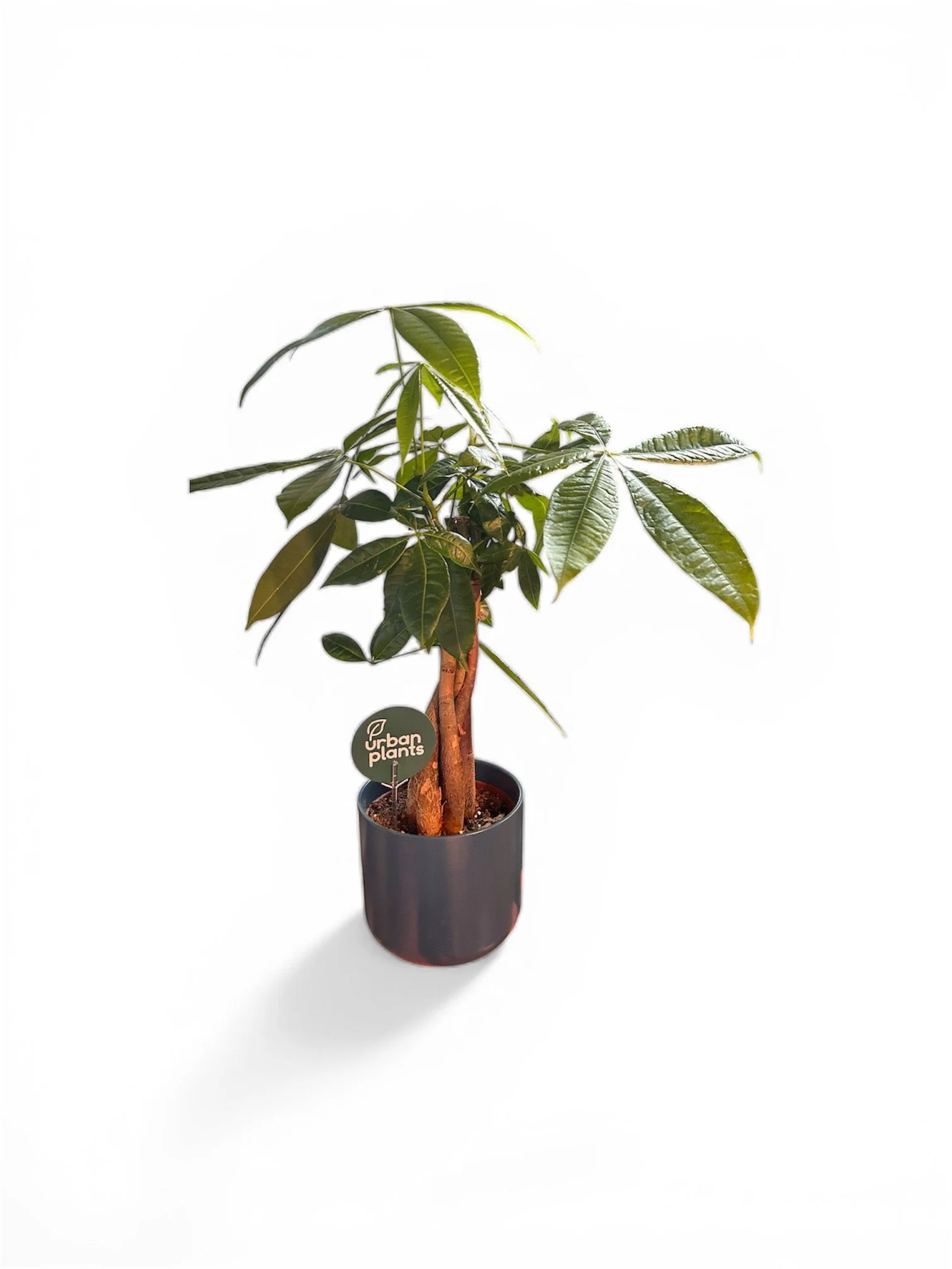 Gift Ready Indoor Plant in Ceramic Pot - Calgary Delivery (Money Tree)
