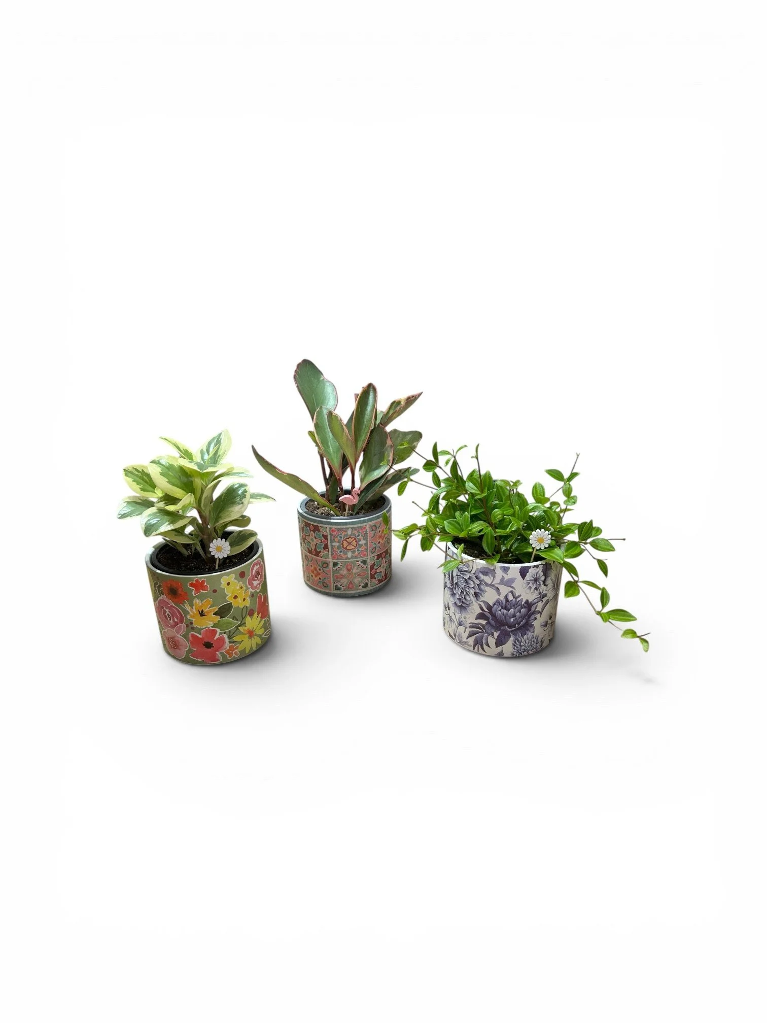 Pet Friendly Fun Bundle - Gift Ready Indoor Plant Trio in Ceramic Pots - Calgary