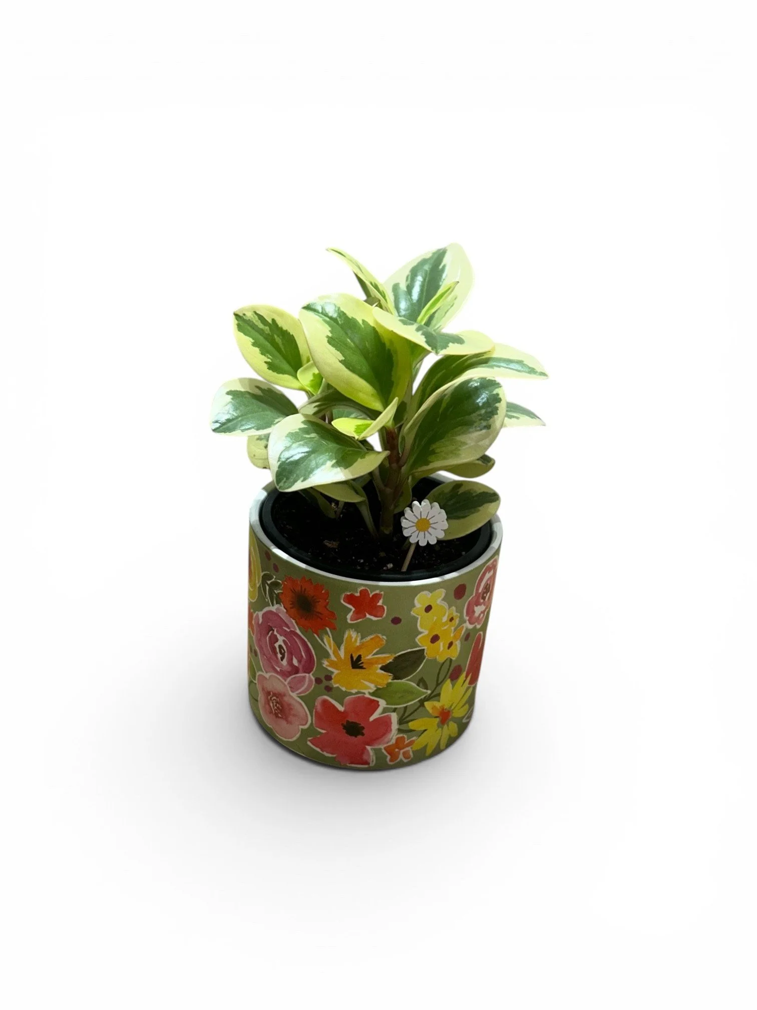 gift-ready-easy-care-house-plants-low-light-flowers- pot-snake-calgary.jpg
