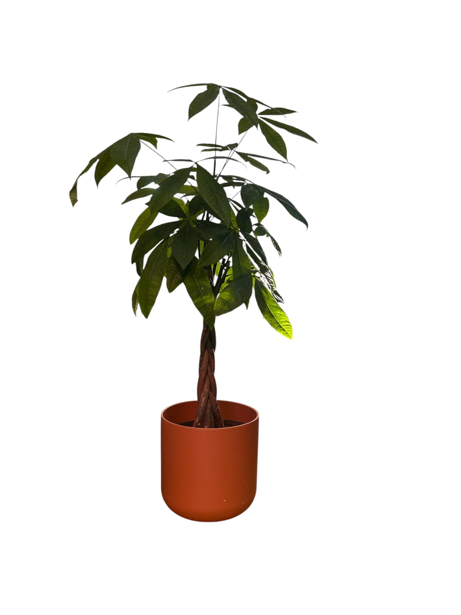 Gift Ready Money Tree – 9" Easy-Care Statement Plant