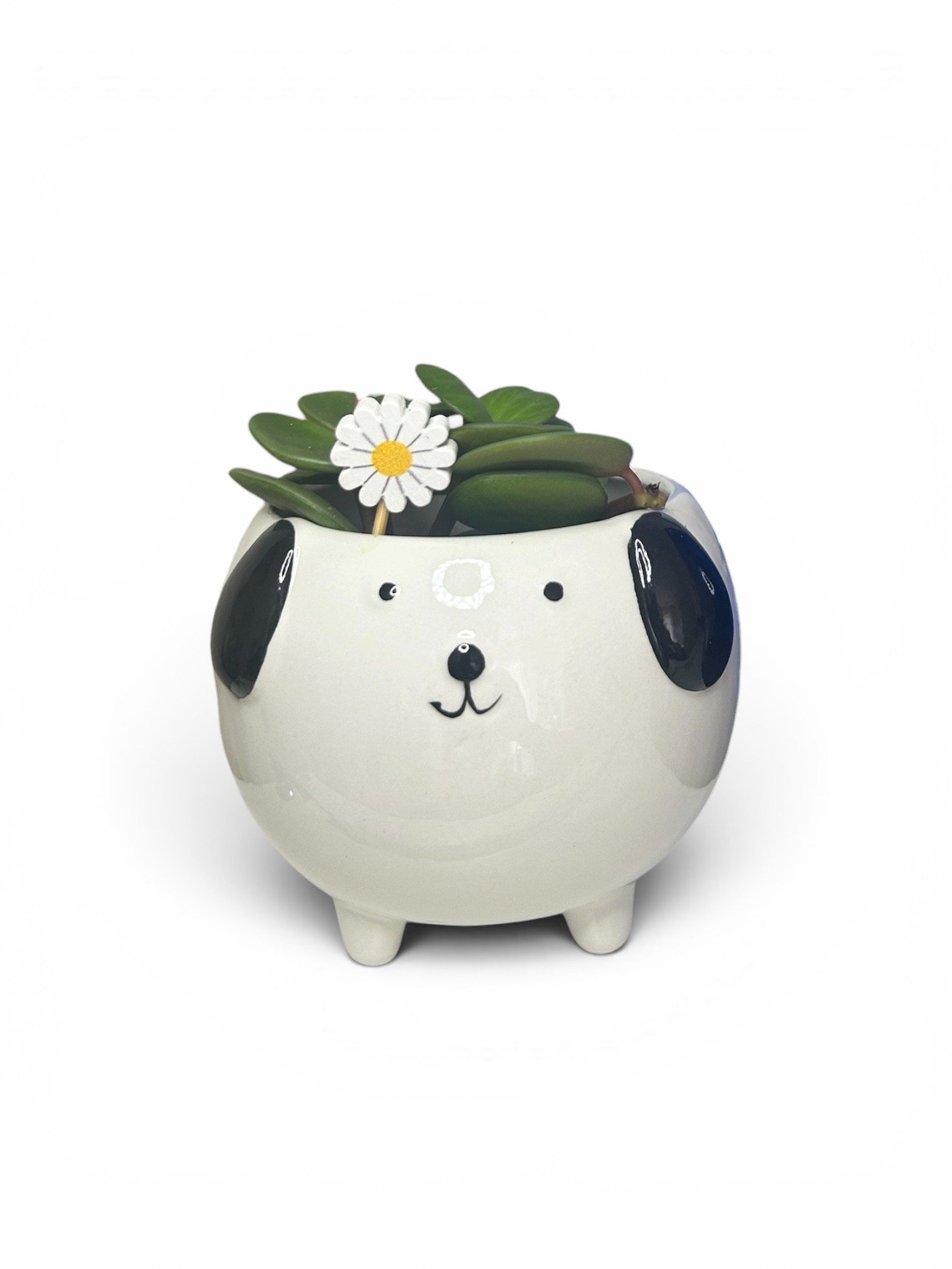 Gift Ready Indoor Plant in Ceramic Pot - Calgary Houseplant (Dog)