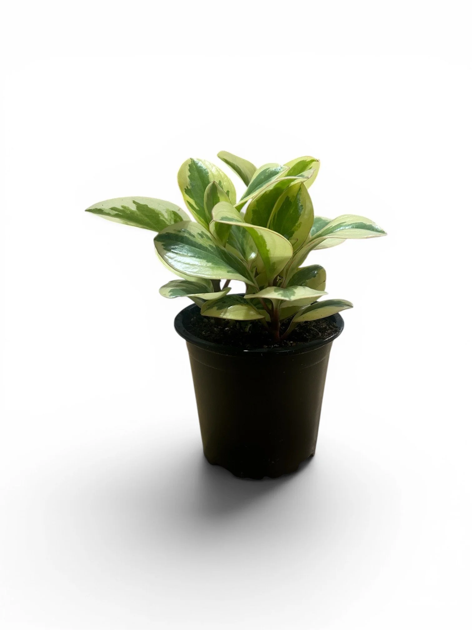 peperomia-biclour-pet-friendly-plant- green-indoor-low-light-easy-care-gift-calgary-urban-plants.jpg
