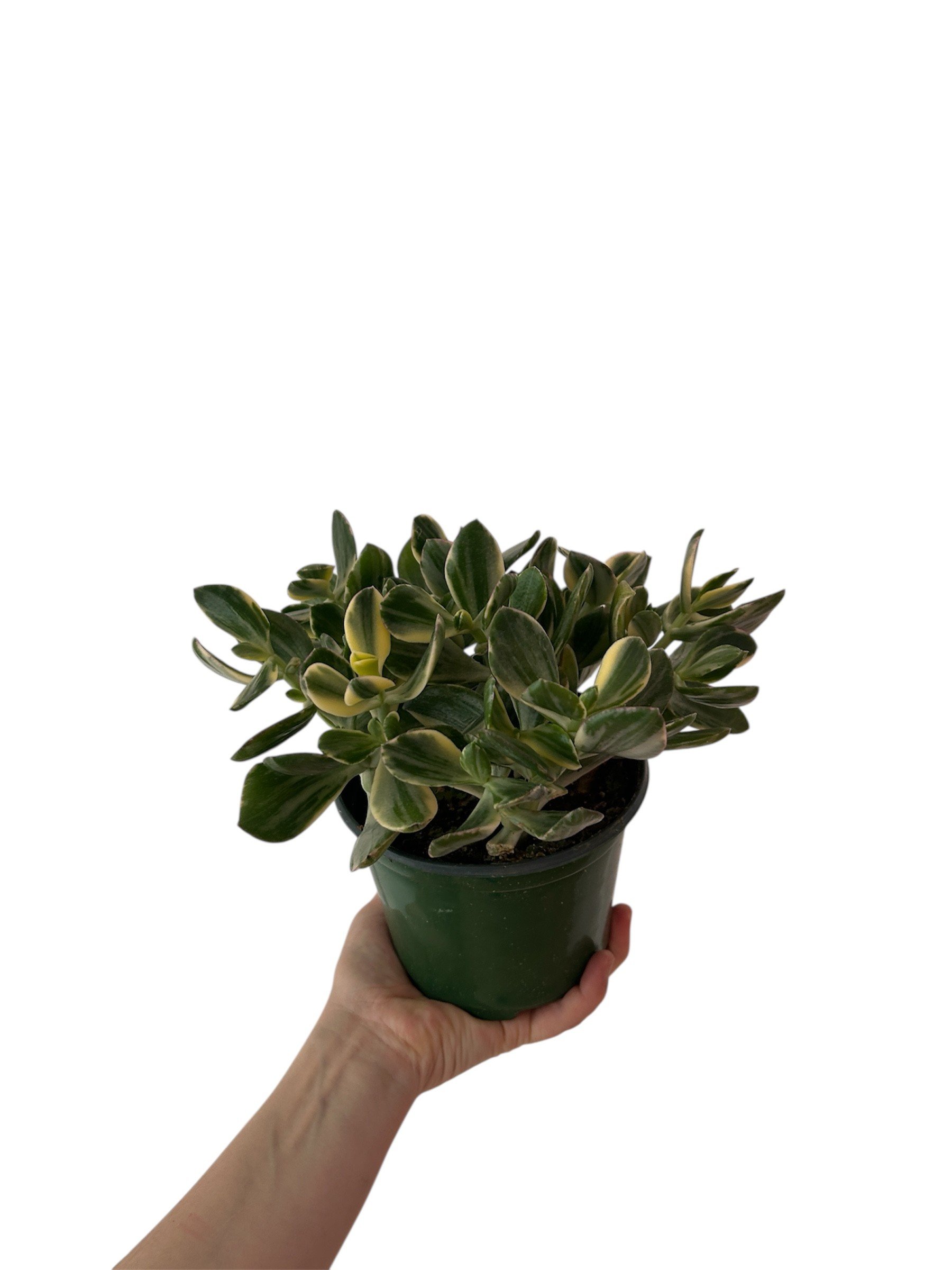 Variegated Jade – 6" Easy-Care Plant in Plastic Nursery Pot