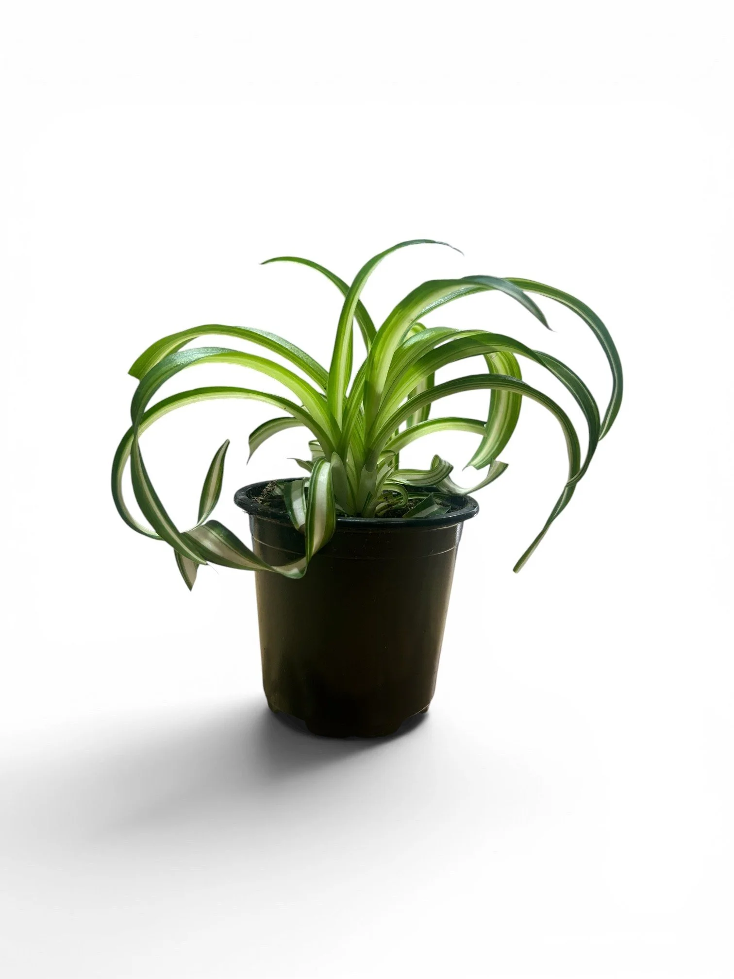 spider-curly-pet-friendly-plant- green-indoor-low-light-easy-care-gift-calgary-urban-plants.jpg