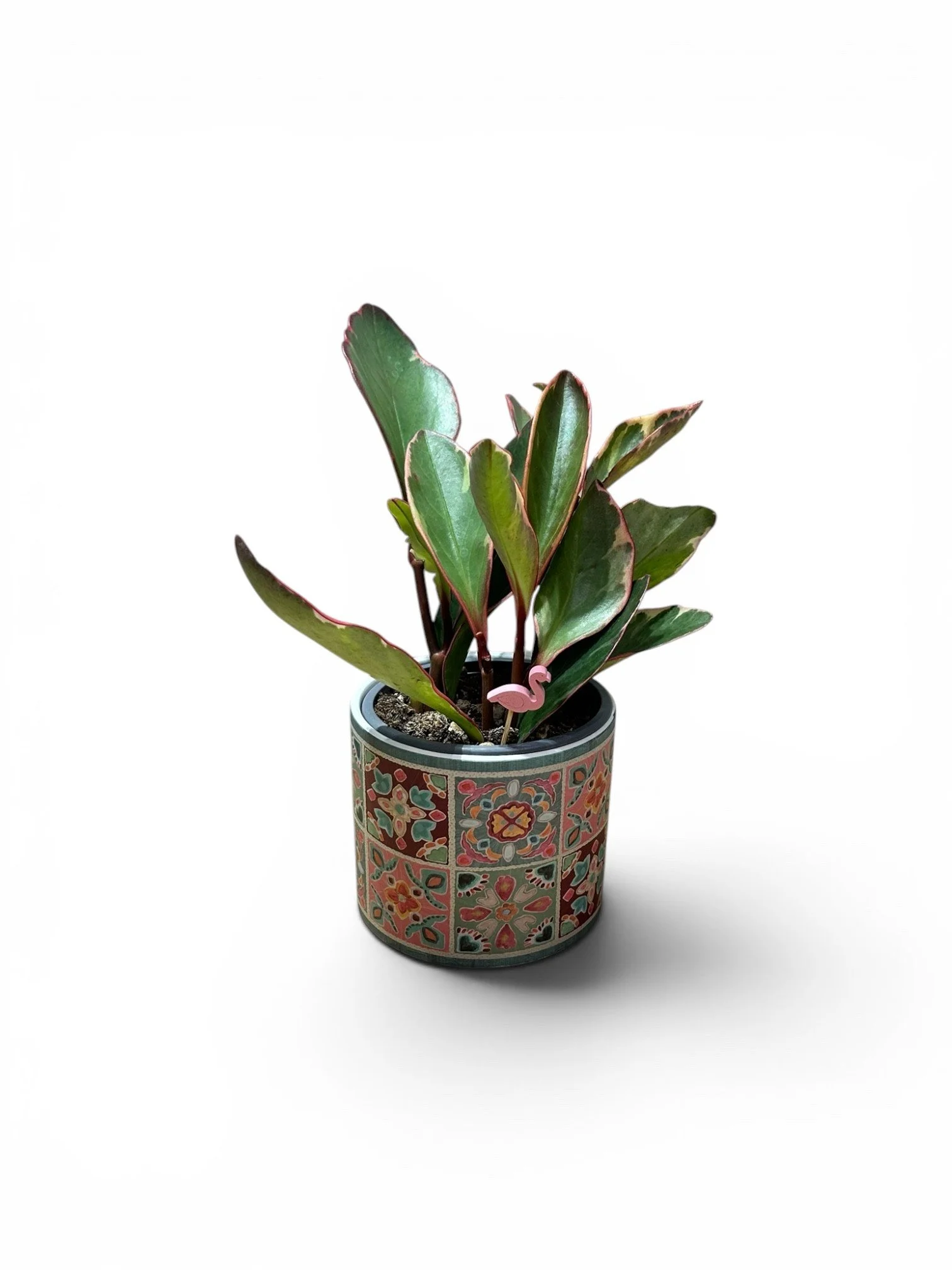 gift-ready-til-planter-pet-friendly-easy-care-house-plants-low-light-calgary.jpg