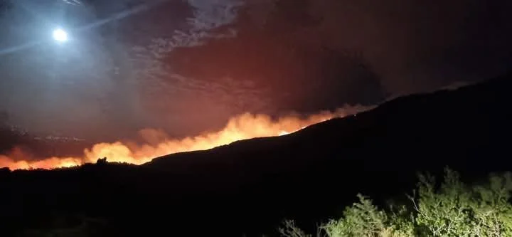 الحرائق وإعادة التشجير في سوريا بالأرقام والخرائط