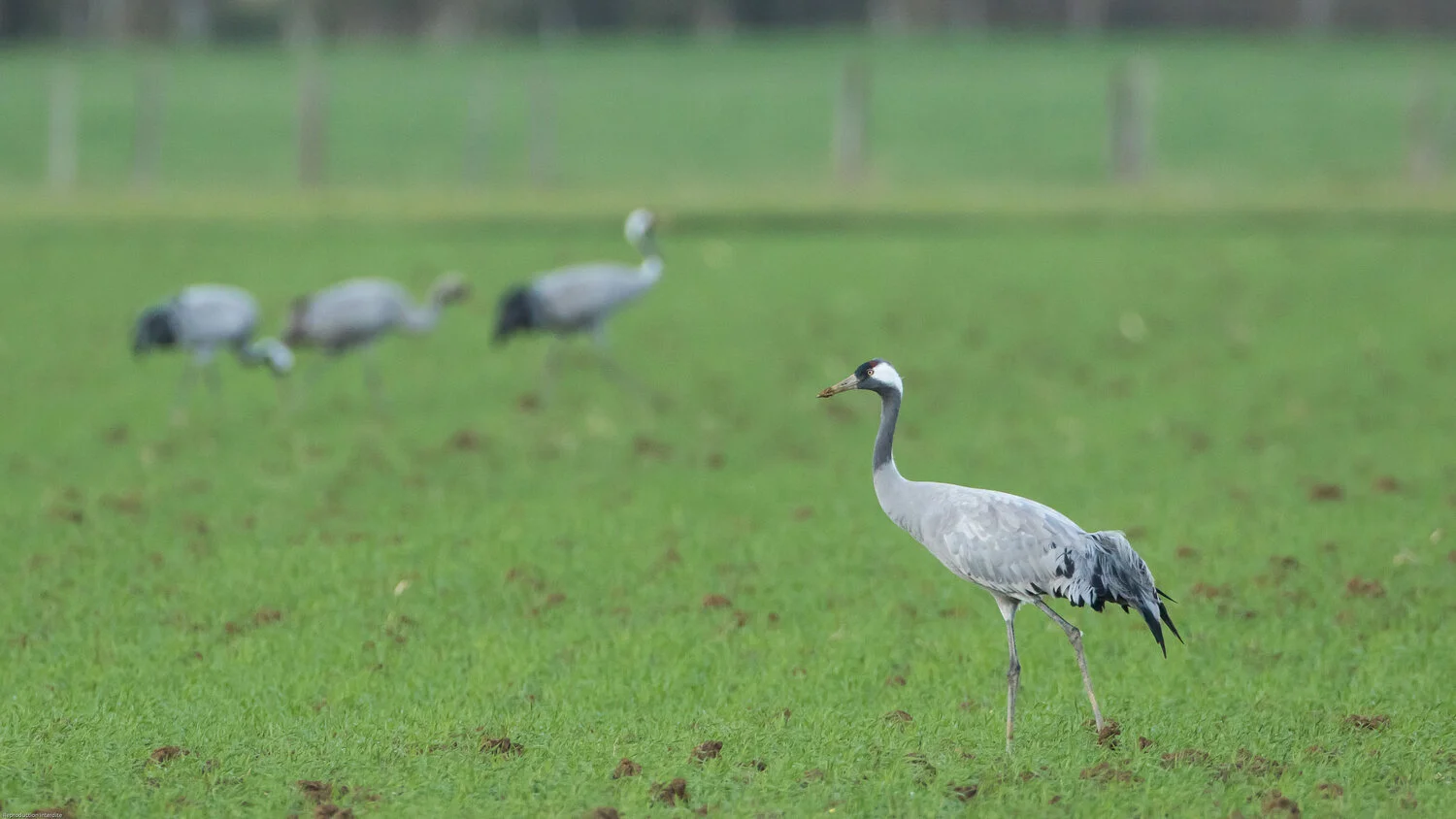 The Common Crane