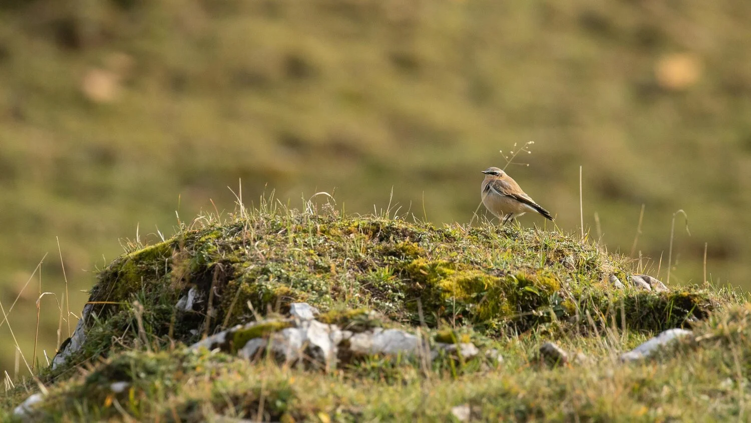 Northern+Wheatear+at+La+Dôle+in+Jura.jpg
