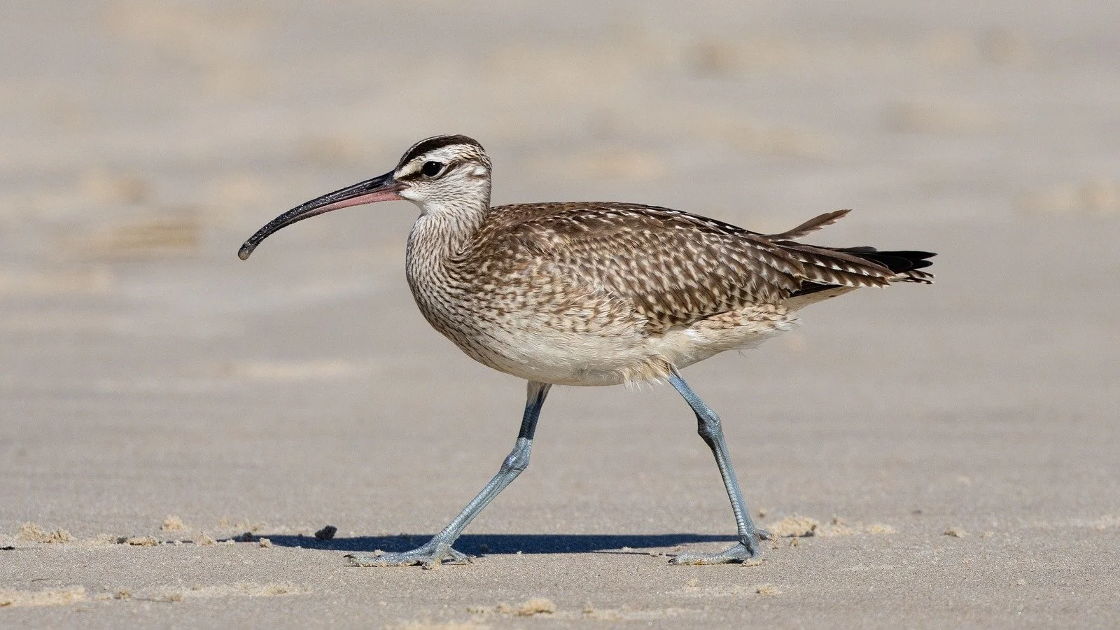 Eurasian Whimbrel vs Eurasian Curlew: 3 keys of identification