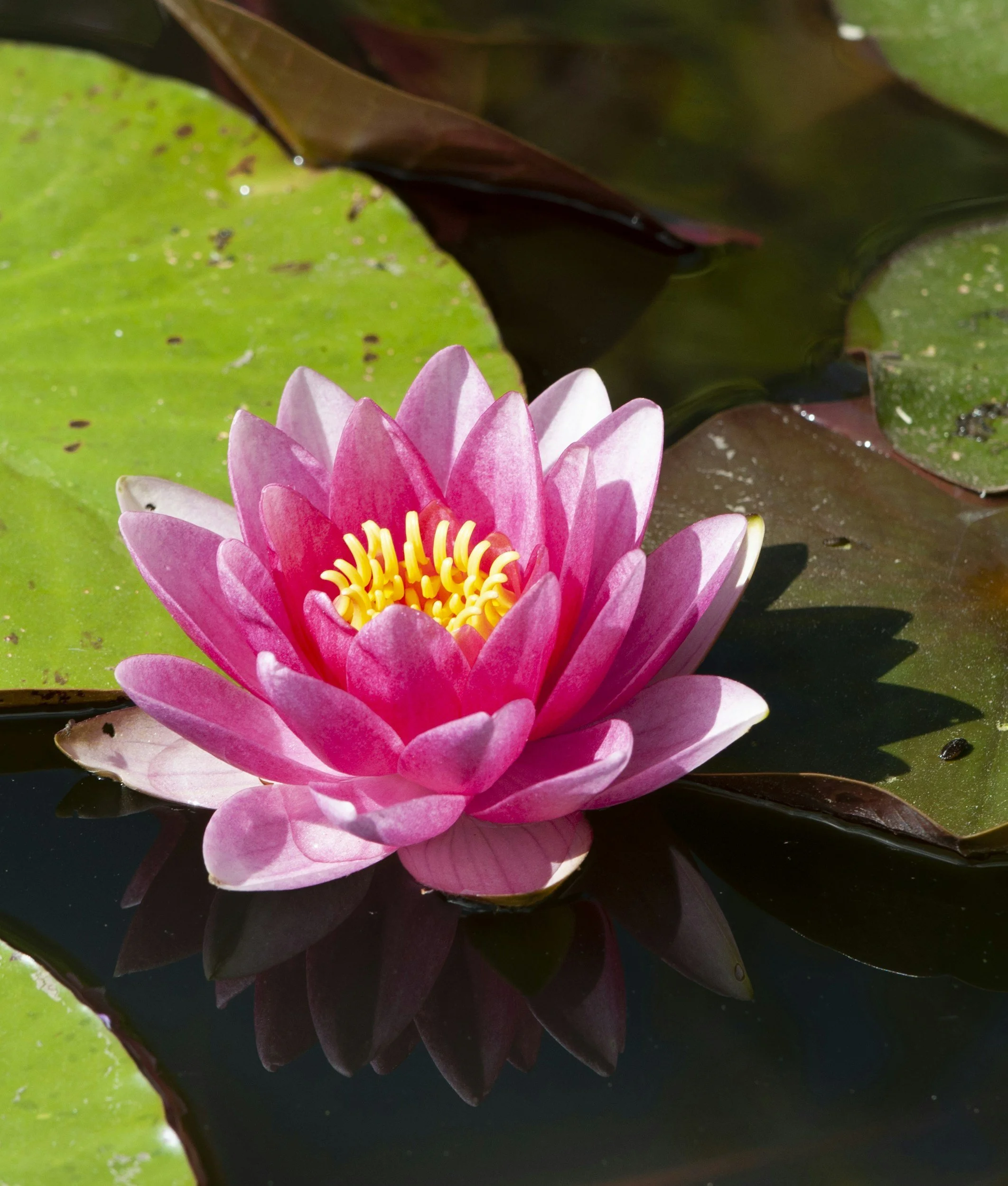 Pink water lily flower on pond with green leaves