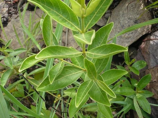 Fadogia Aggrestis.jpg