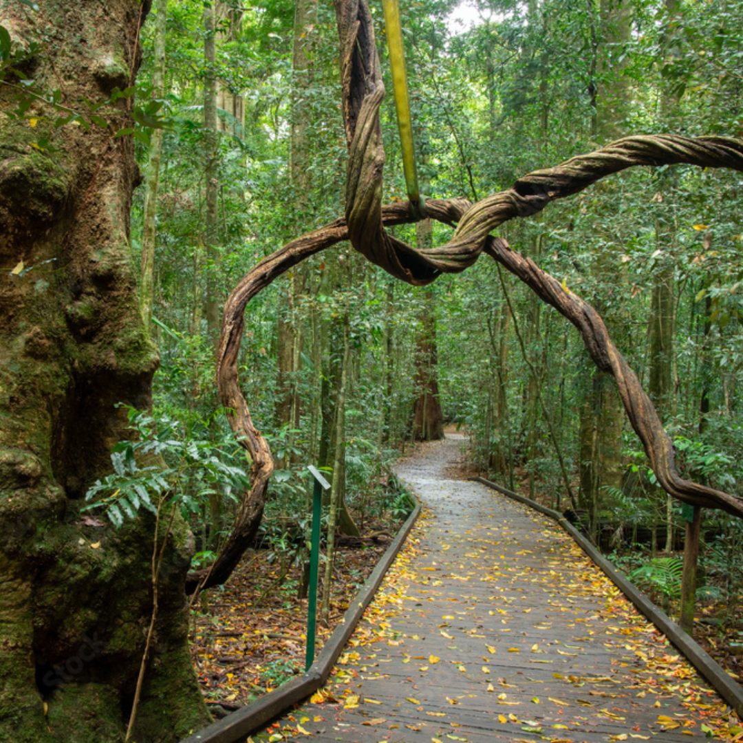 Lakeside Cabin Nearby Attractions | Mary Cairncross Reserve