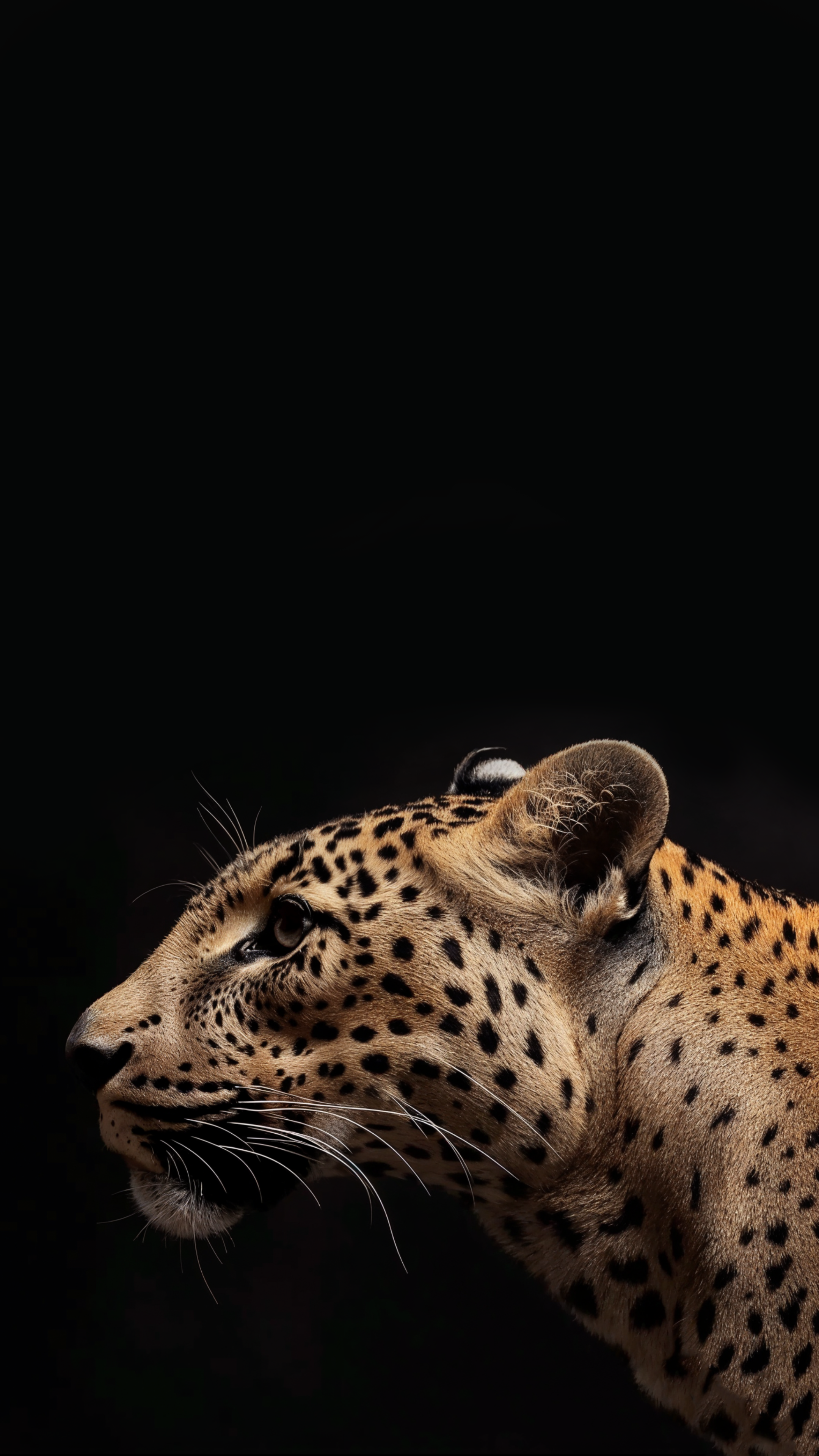 Photoshoped2 Leopard Iphone Background.png