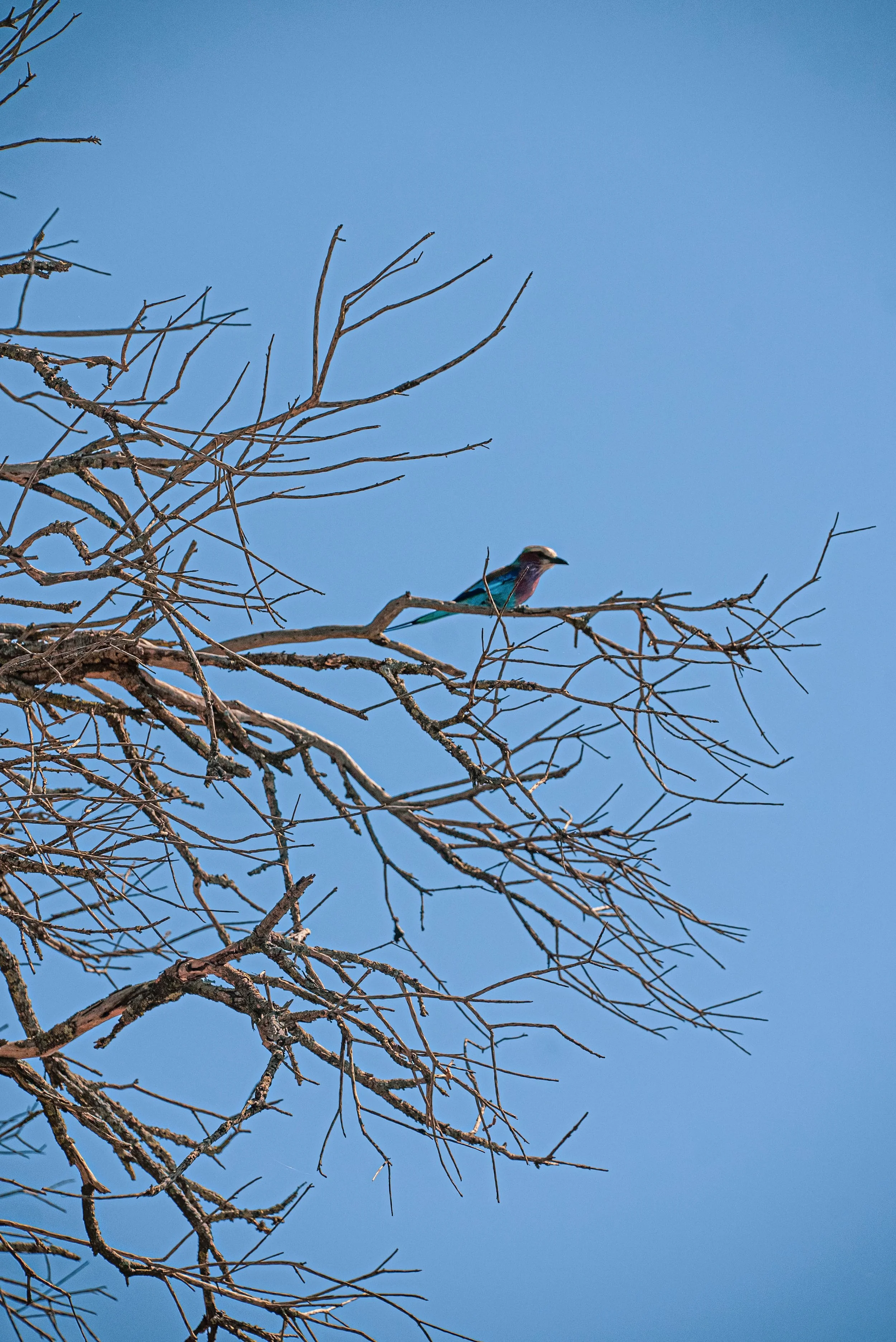 Safari Day 2-175.jpg