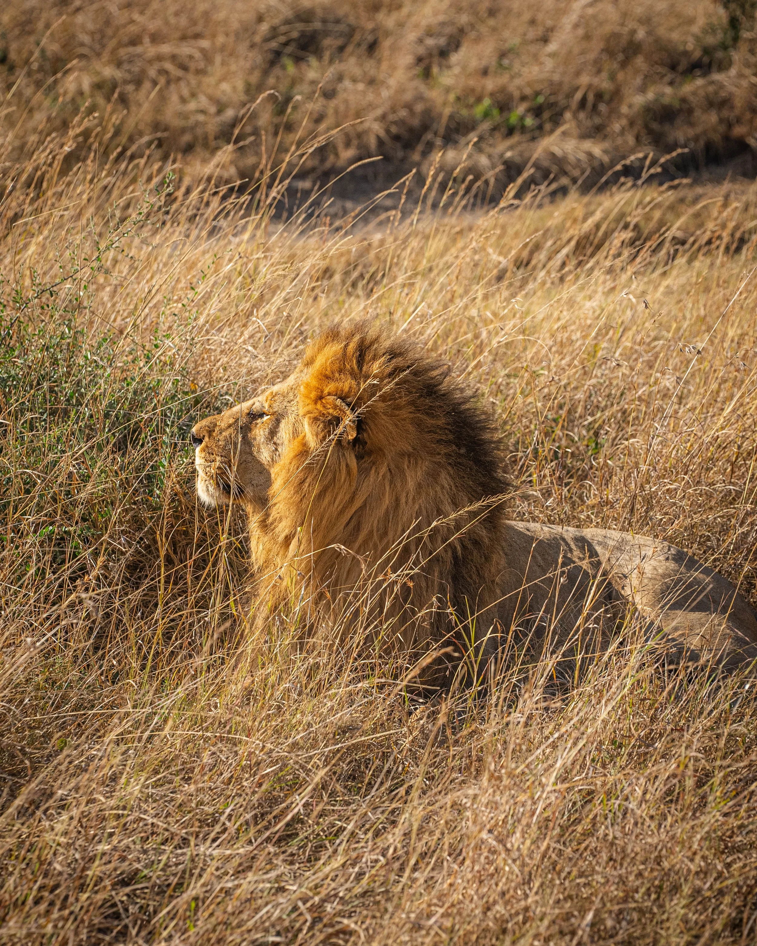 Safari Day 2-18.jpg