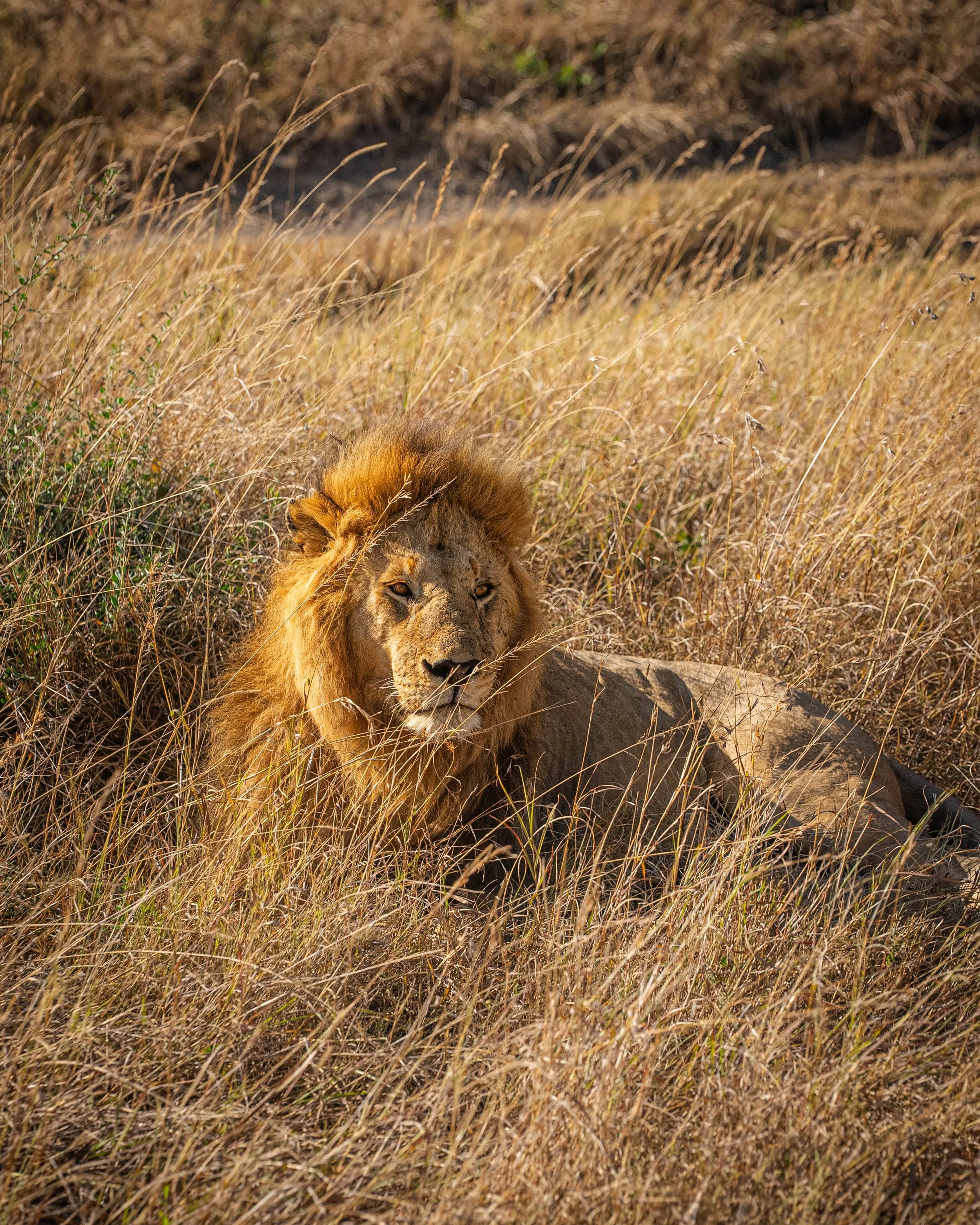 Safari Day 2-5.jpg