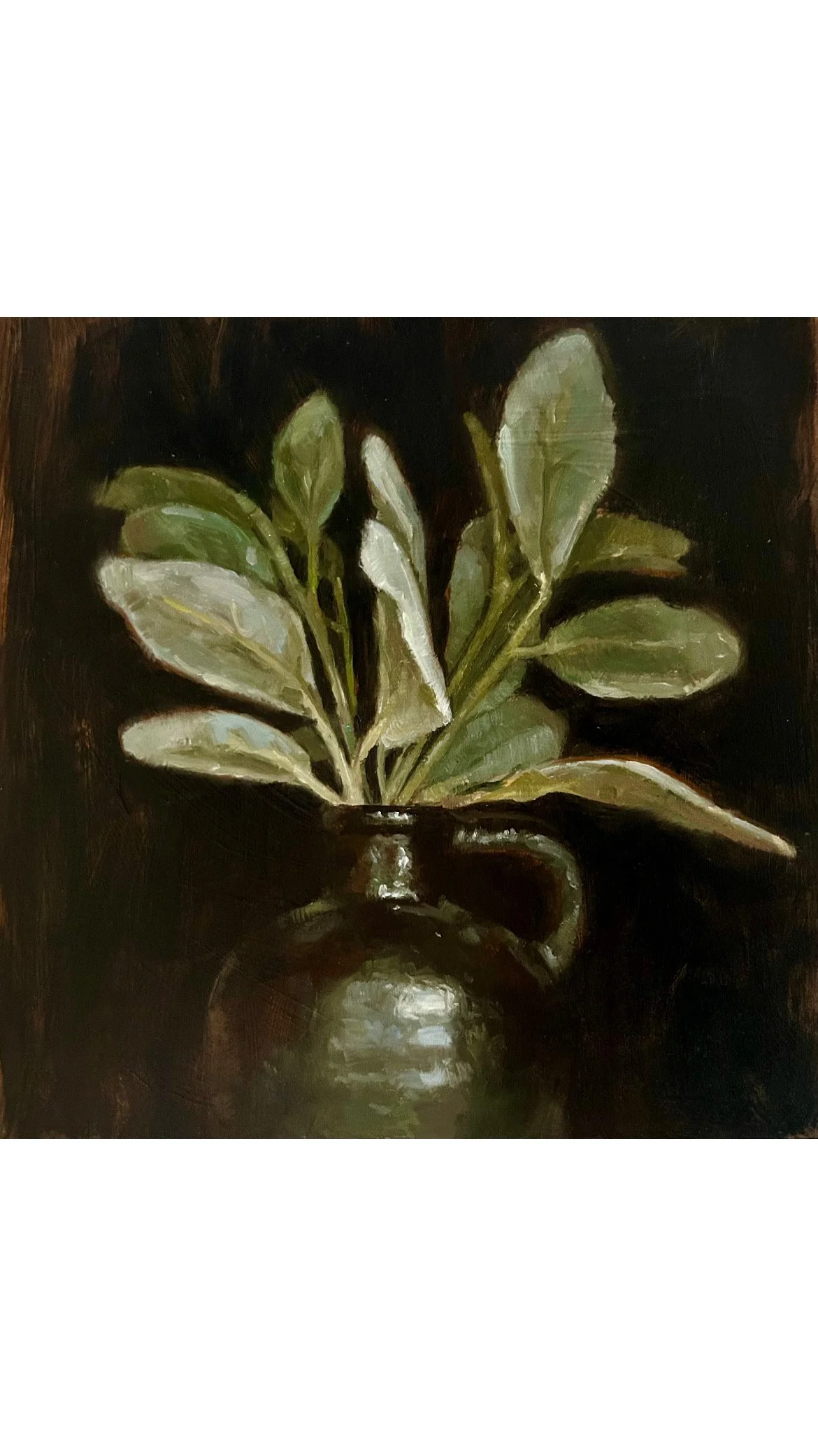 Lambs Ear